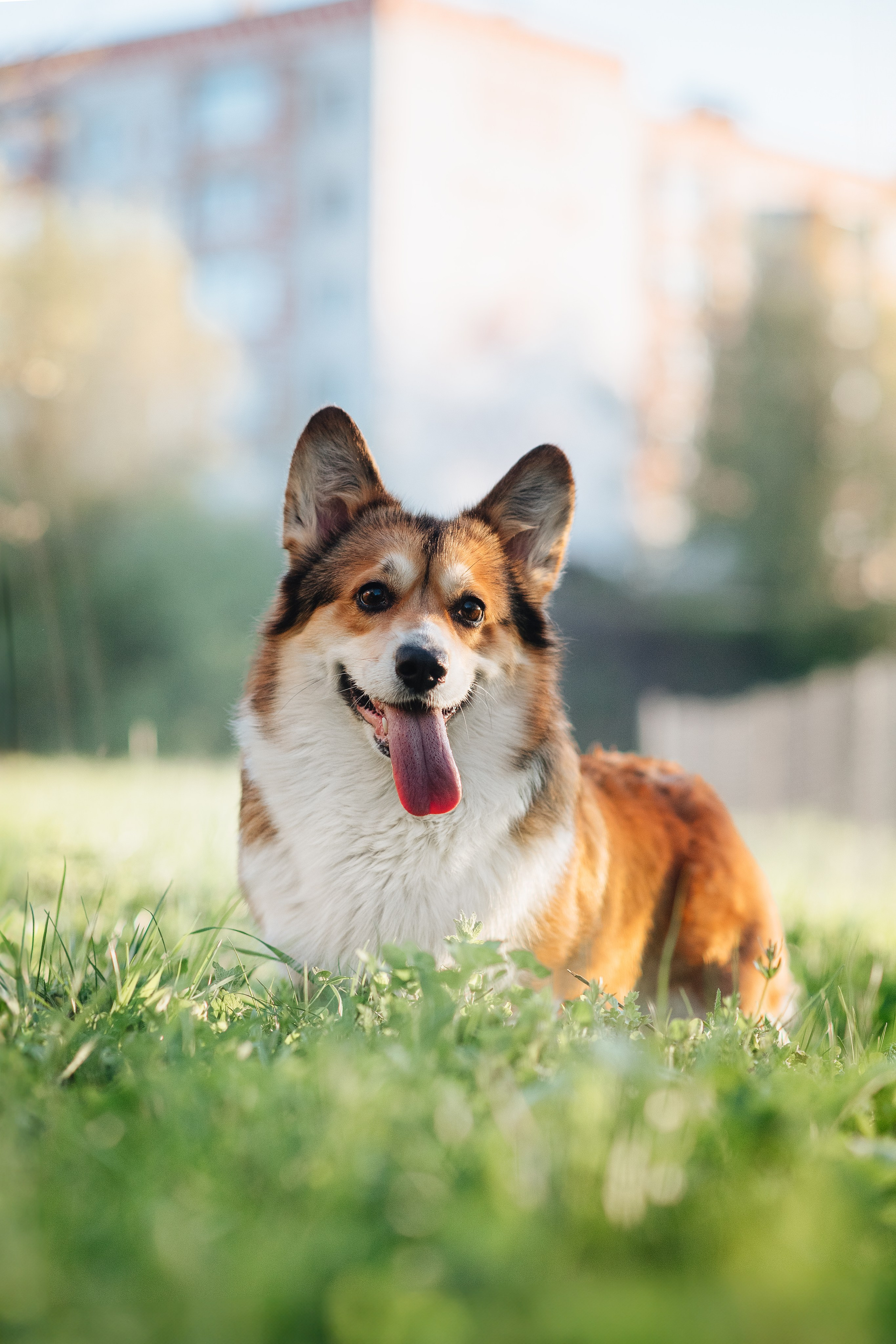 Трисс — 29.04.2024. Фотограф — Анималист | Анна Абрамова