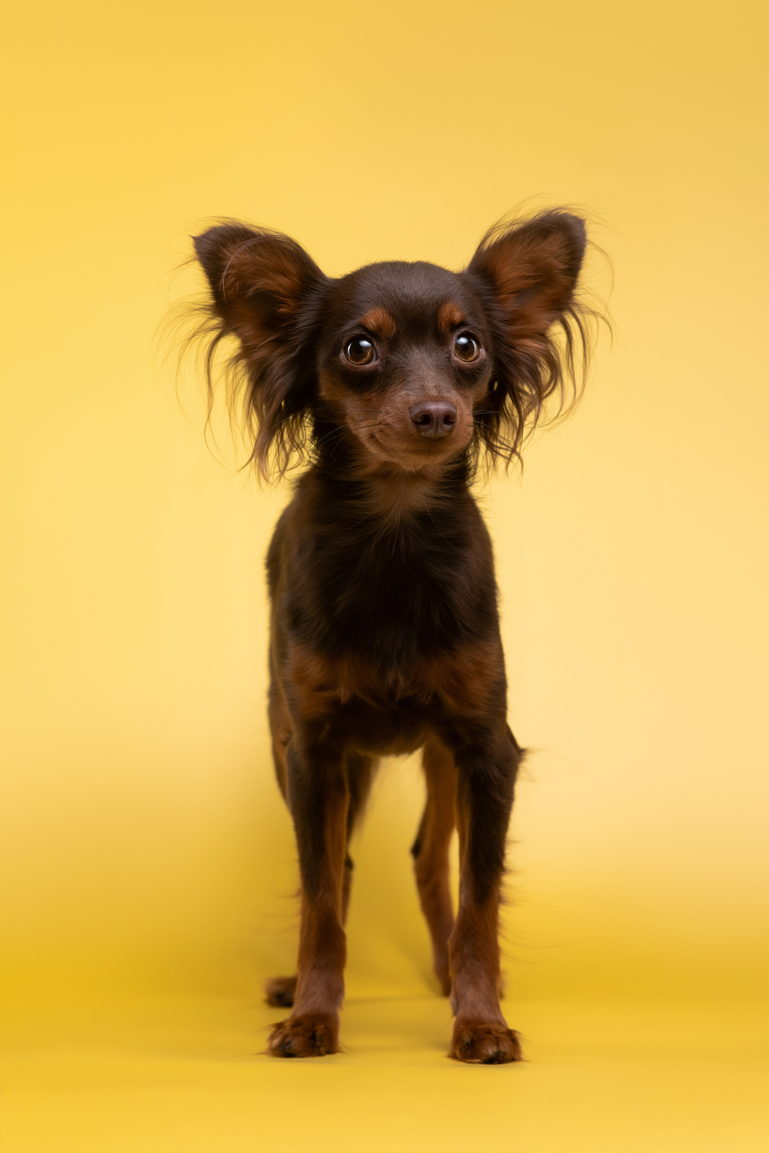 Пражские крысарики — 02.04.2025. Фотограф — Анималист | Анна Абрамова