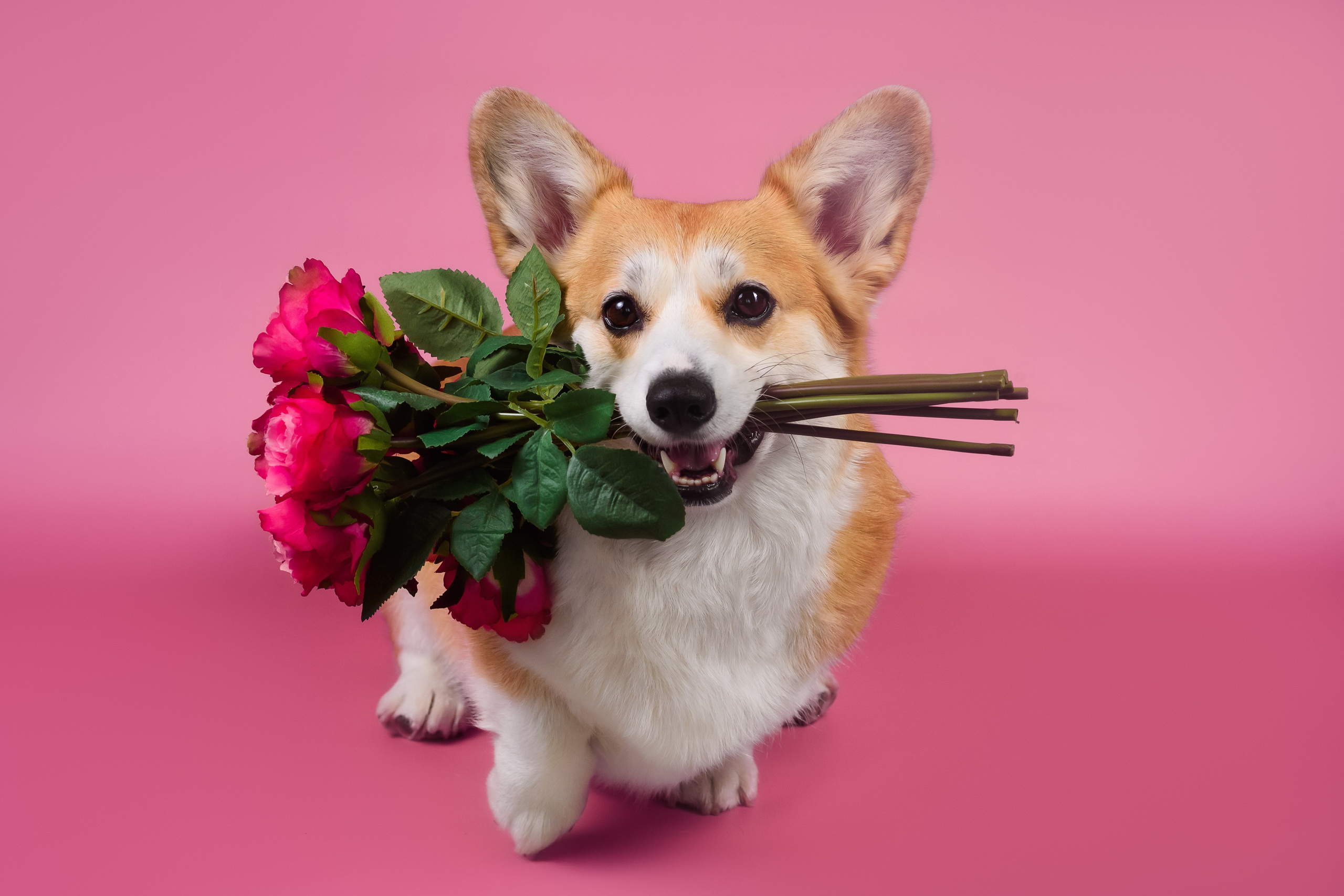 Лея на однотонном фоне. Фотограф — Анималист | Анна Абрамова