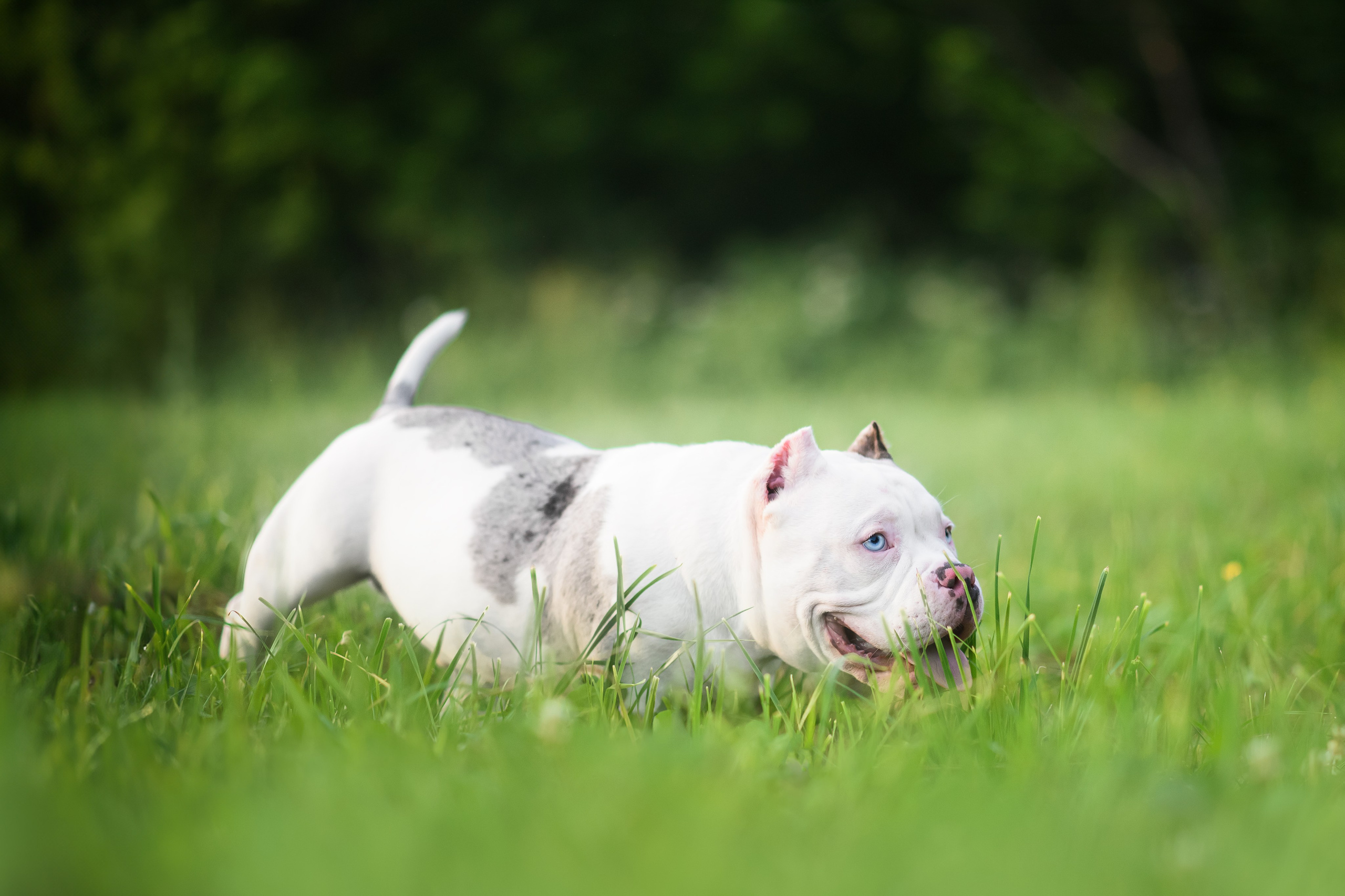Щенки Американского Булли — 15.06.2024. Фотограф — Анималист | Анна Абрамова