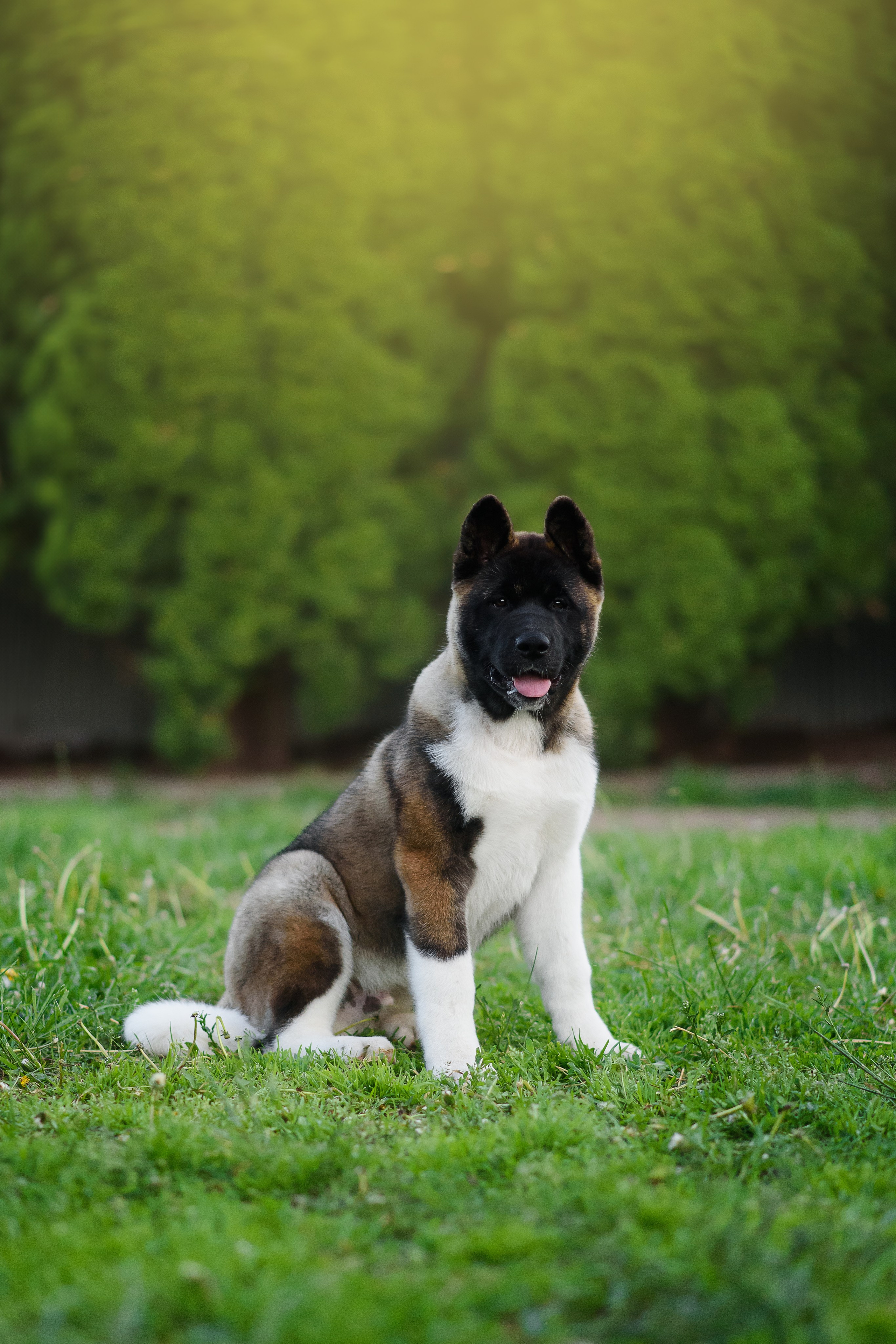 Байкер — 30.05.2024. Фотограф — Анималист | Анна Абрамова