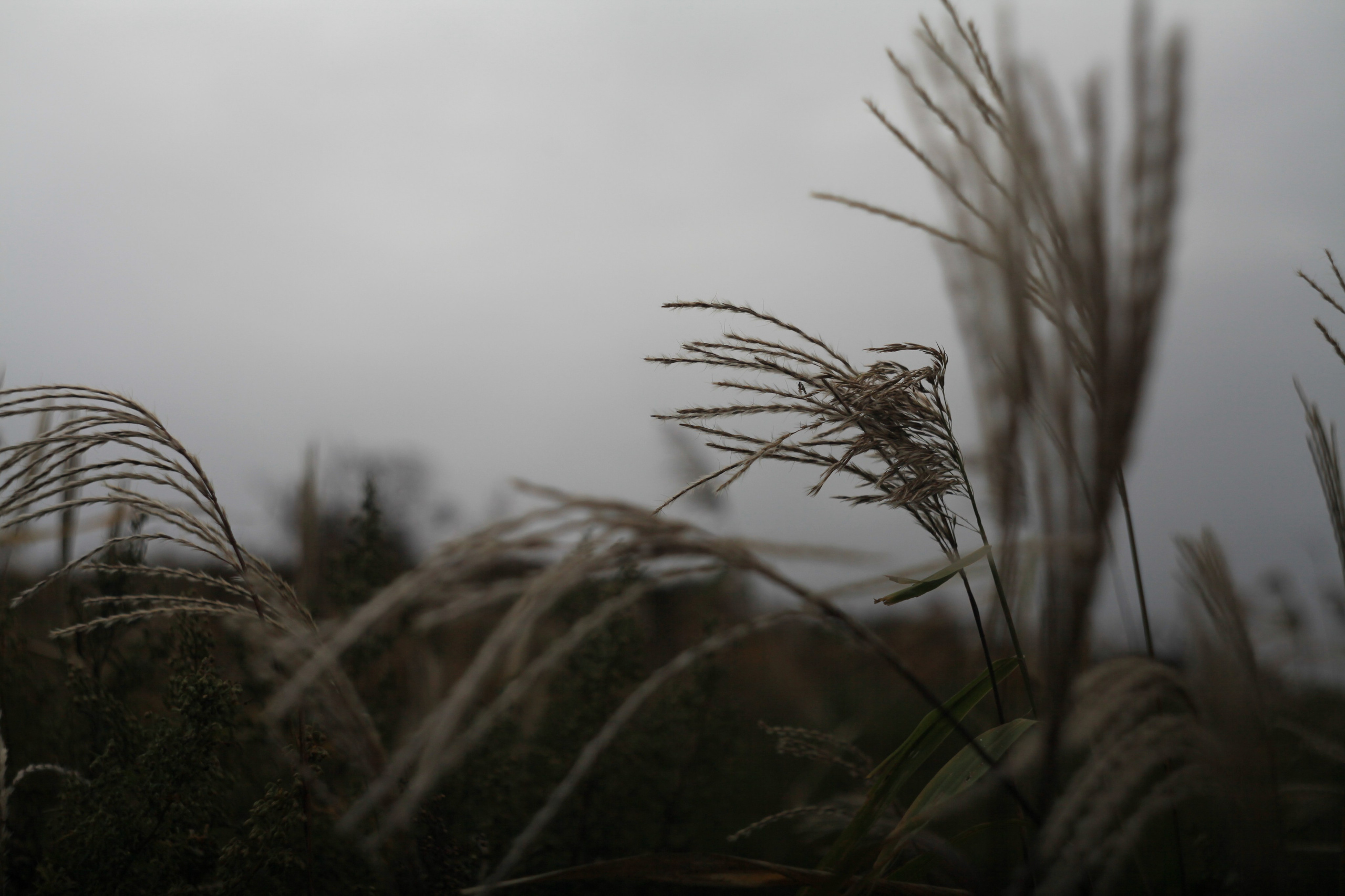 Real. Den Mirov — Photographer, Musician