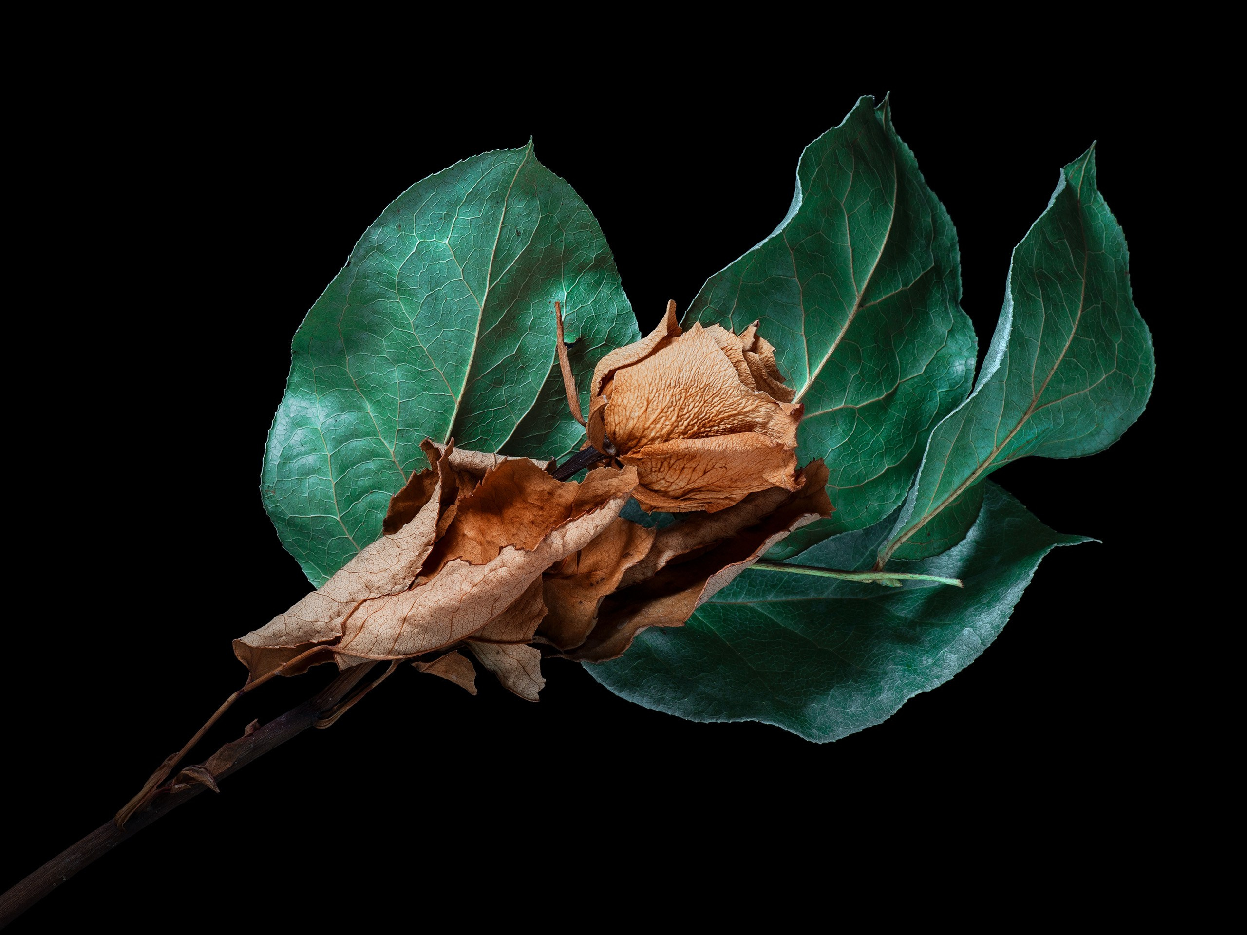 Павел Авакумов, фотограф в Москве P-AVA.COM