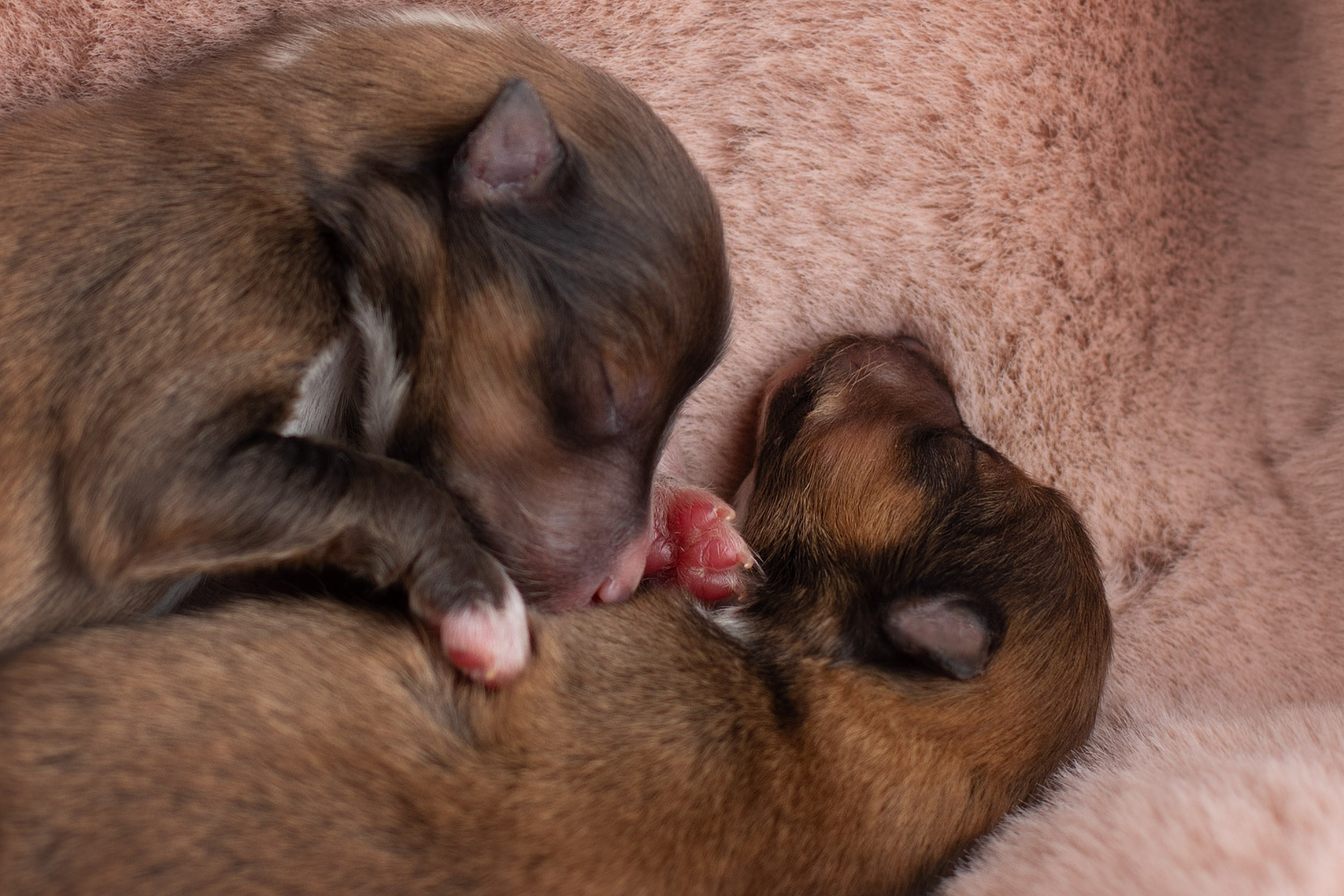 Ньюборн съемка для новорожденных щенков в доме заводчика. Фотограф-анималист в Москве и Московской области Татьяна Фролова