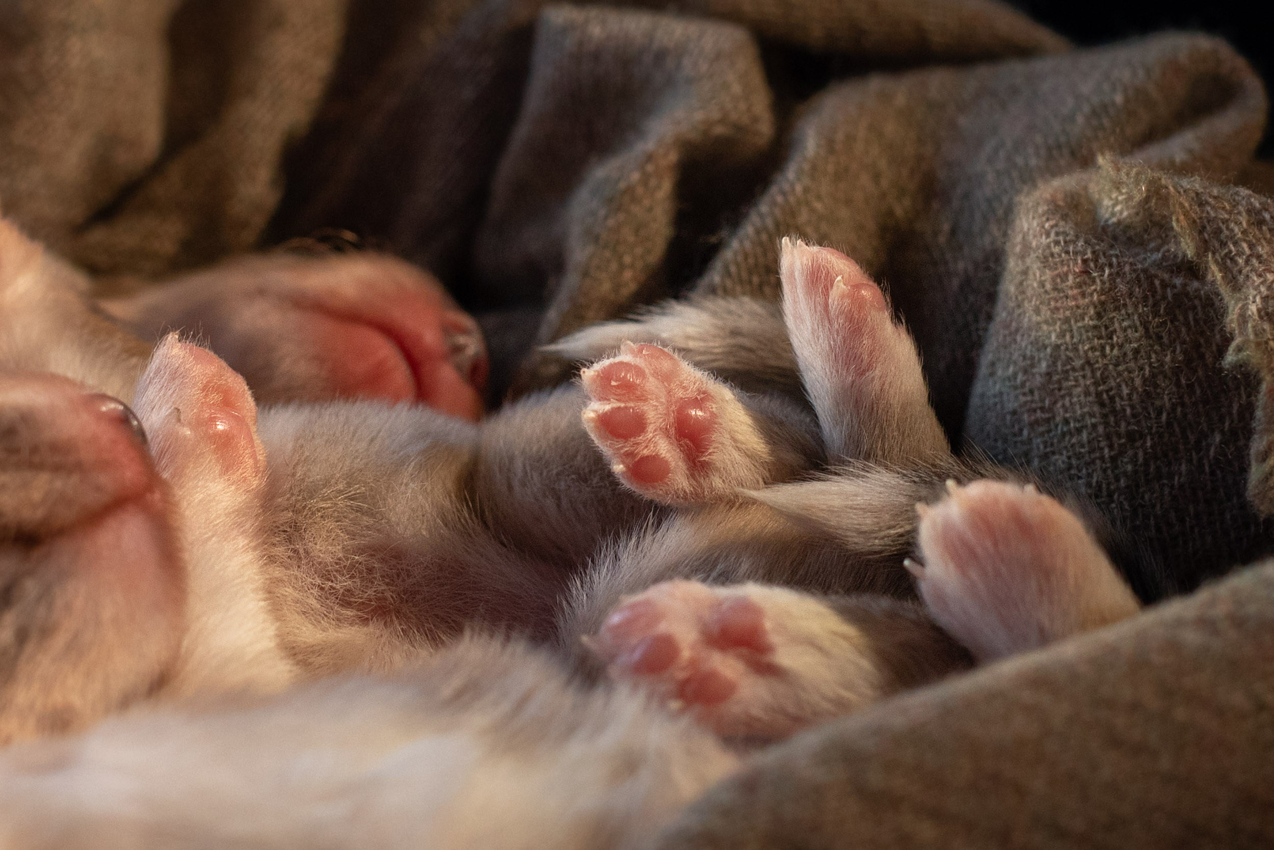 Фотограф-анималист в Москве и Московской области Татьяна Фролова