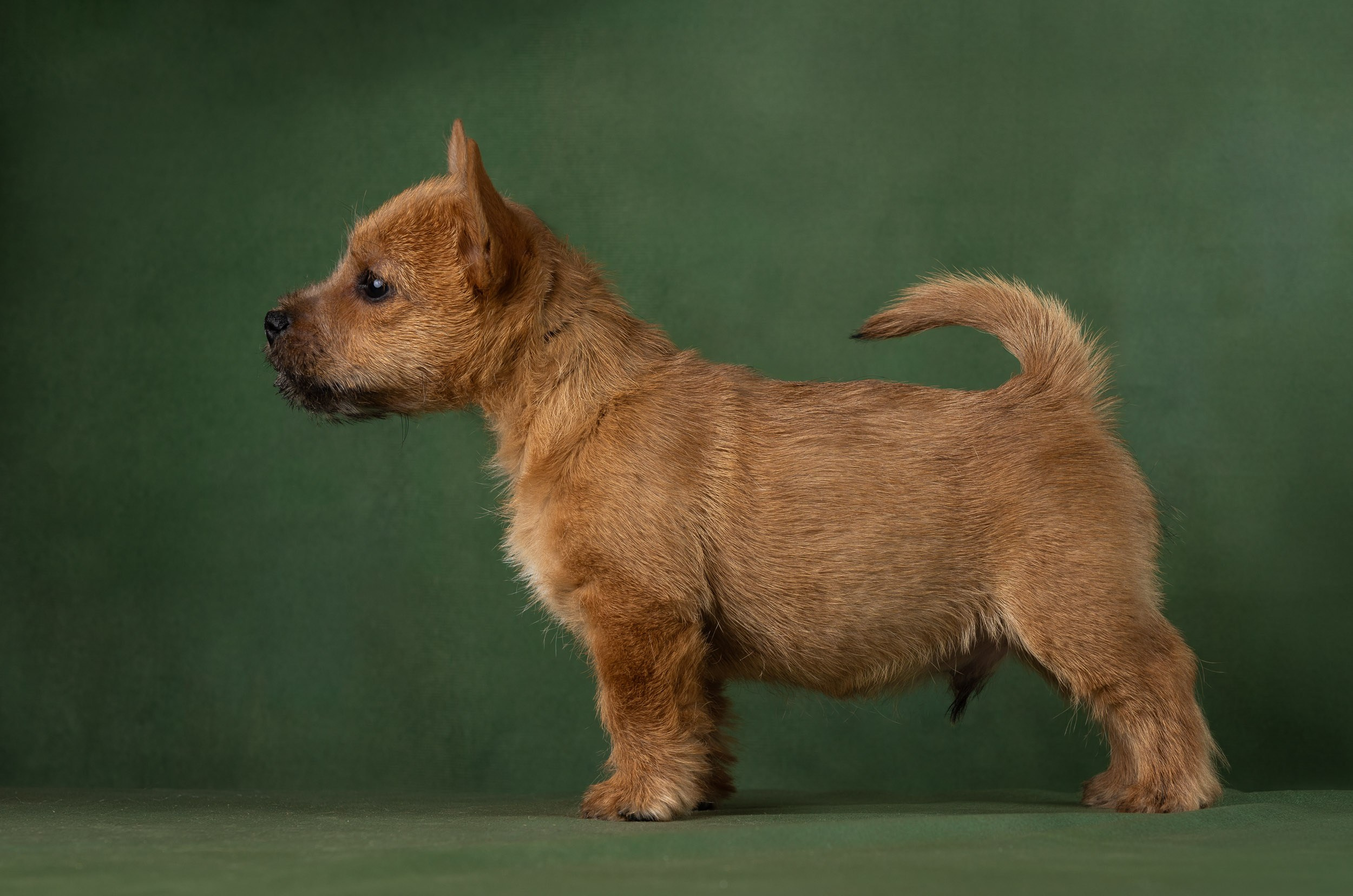 Фотосъемка щенков норвич-терьера в питомнике Москва и область. Фотограф-анималист в Москве и Московской области Татьяна Фролова
