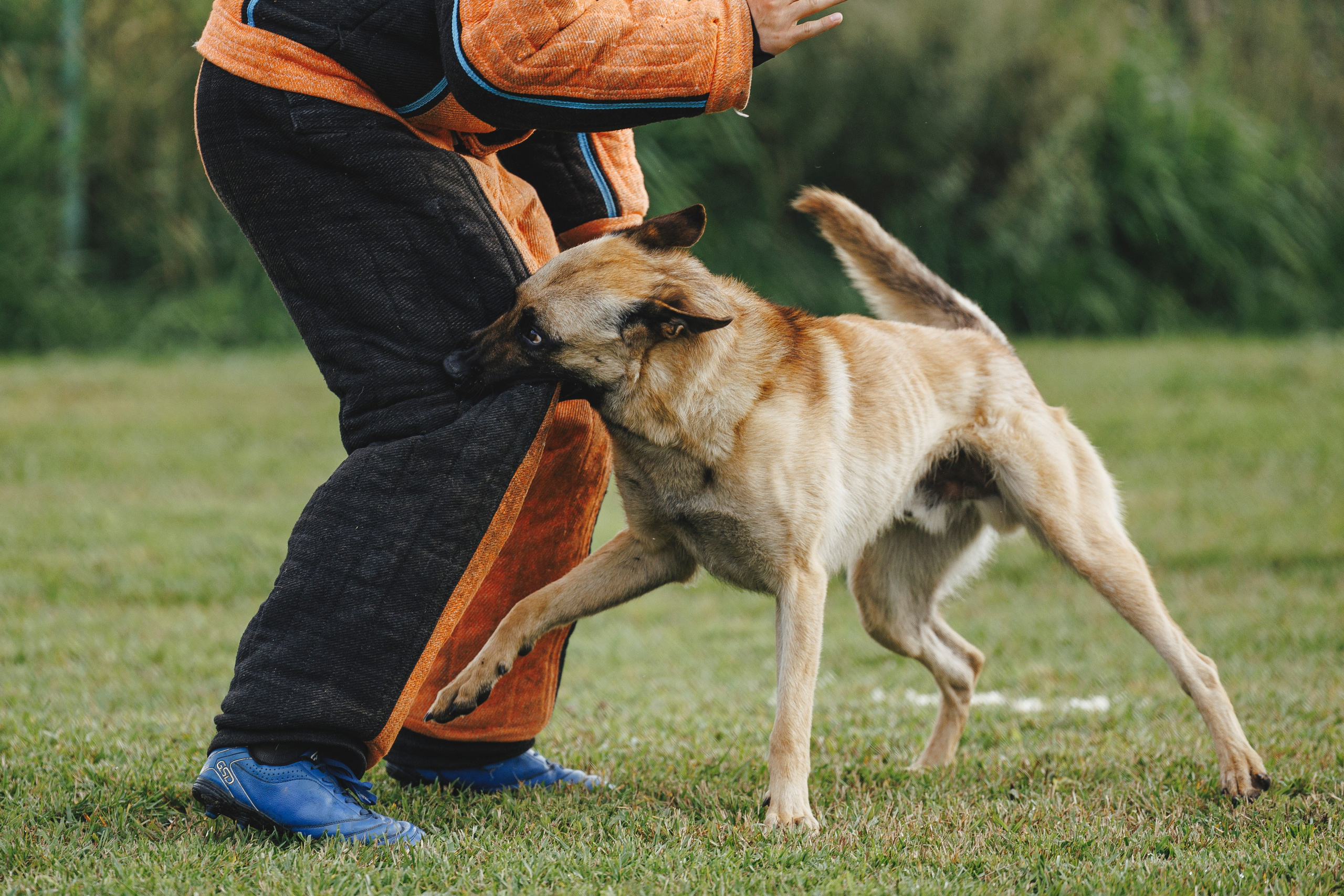 08.08.25-10.08.25 ЧР по мондьорингу г. Вологда. Фотограф-анималист Анна Маринич