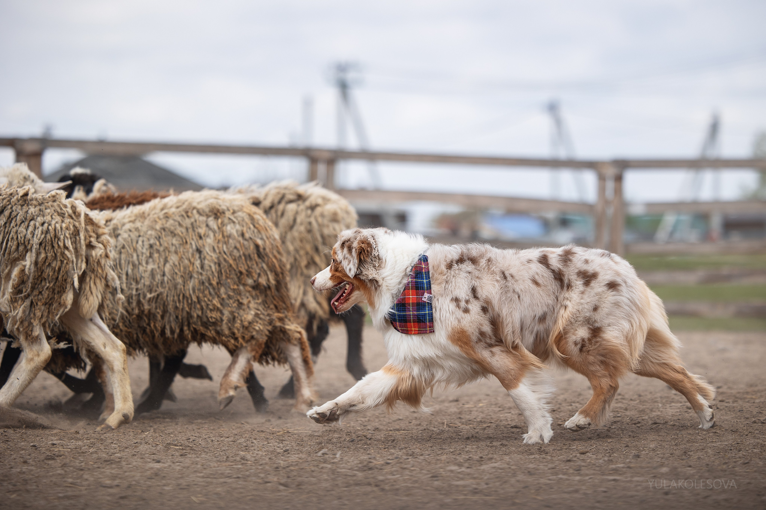 Аусси день 15.05.2024. YULA KOLESOVA | Фотограф — Анималист | Художник | Тюмень