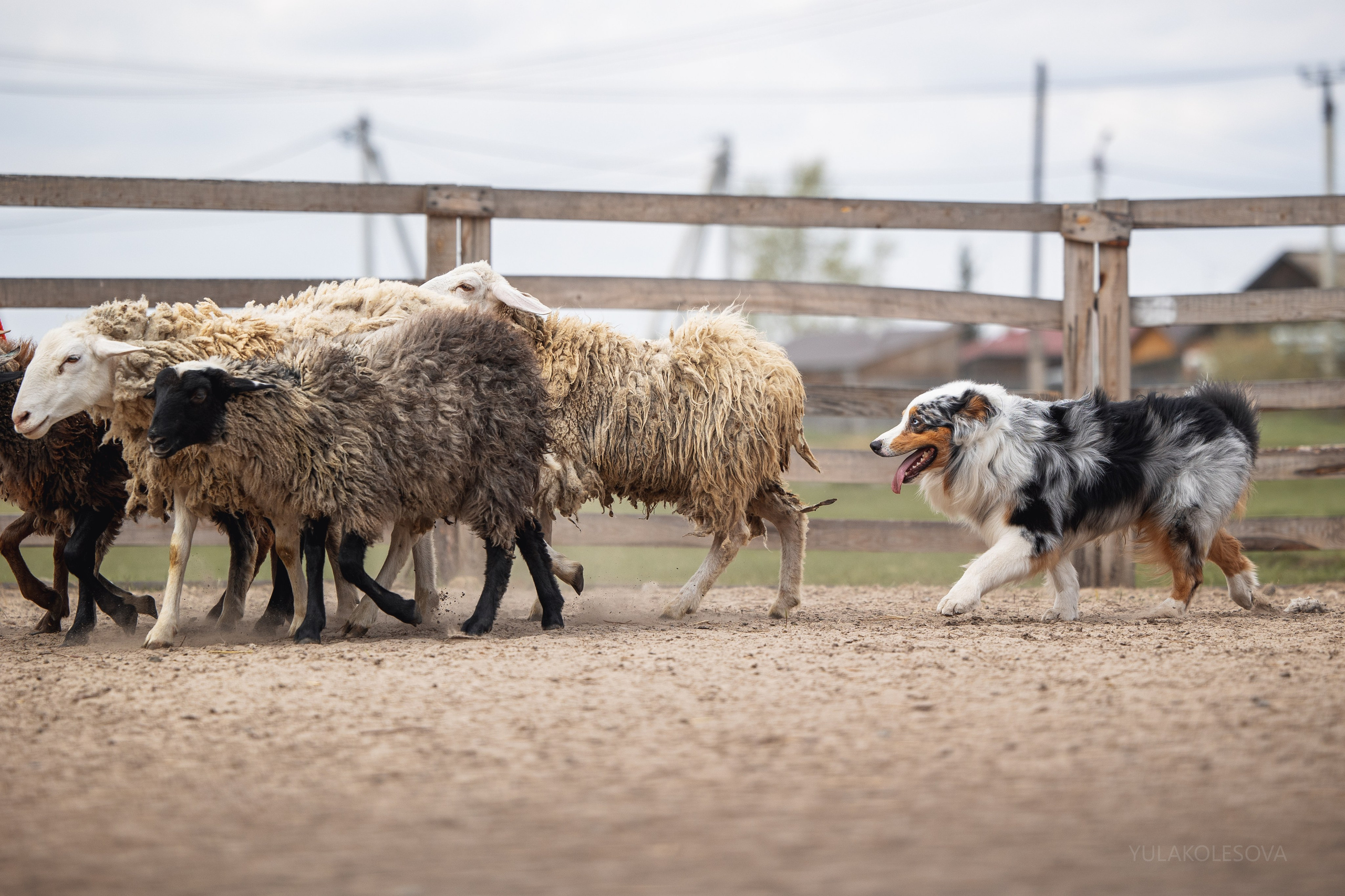 Аусси день 15.05.2024. YULA KOLESOVA | Фотограф — Анималист | Художник | Тюмень