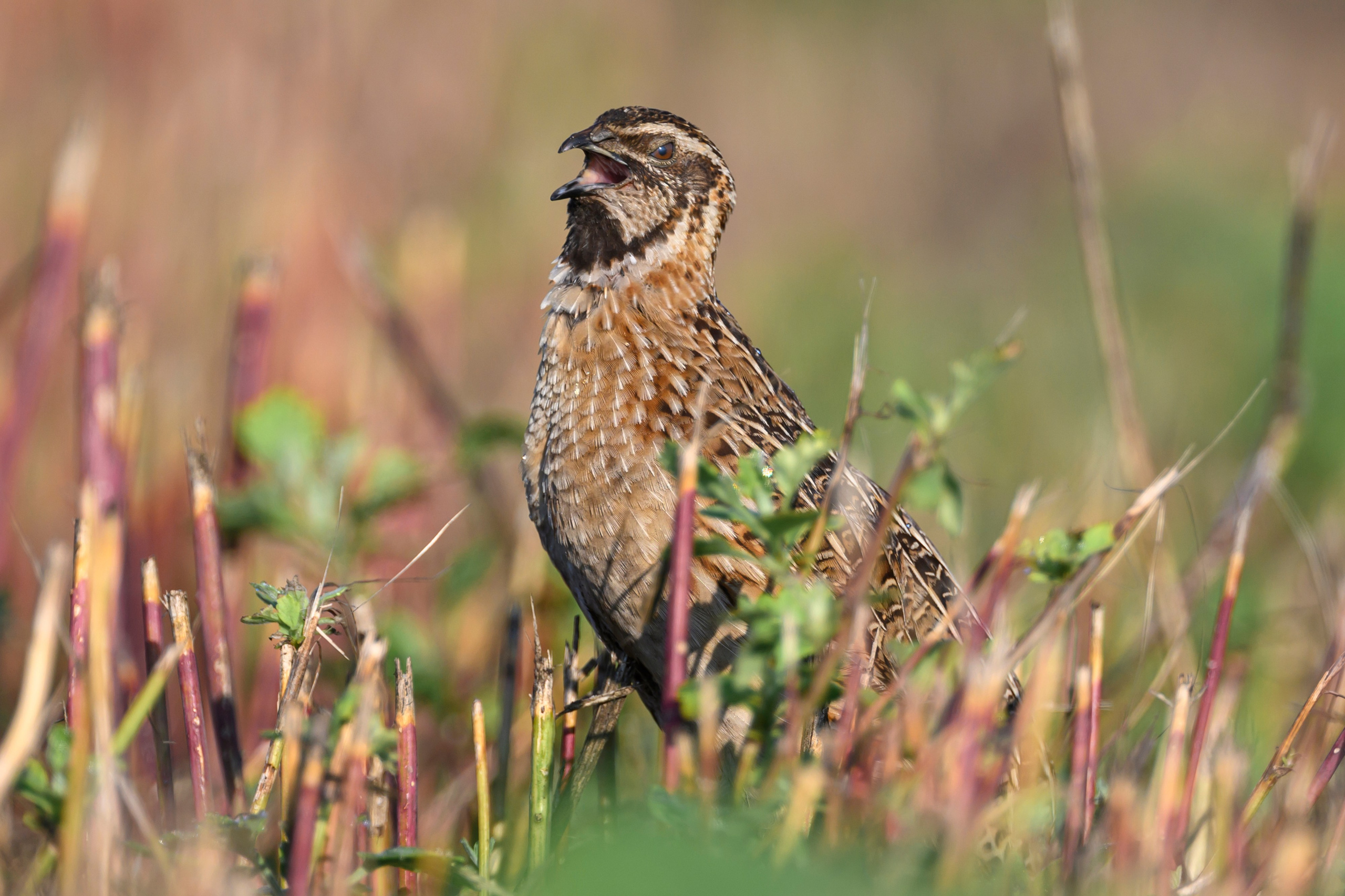 Перепела XII, роса. Фотограф Сергей Пупонин