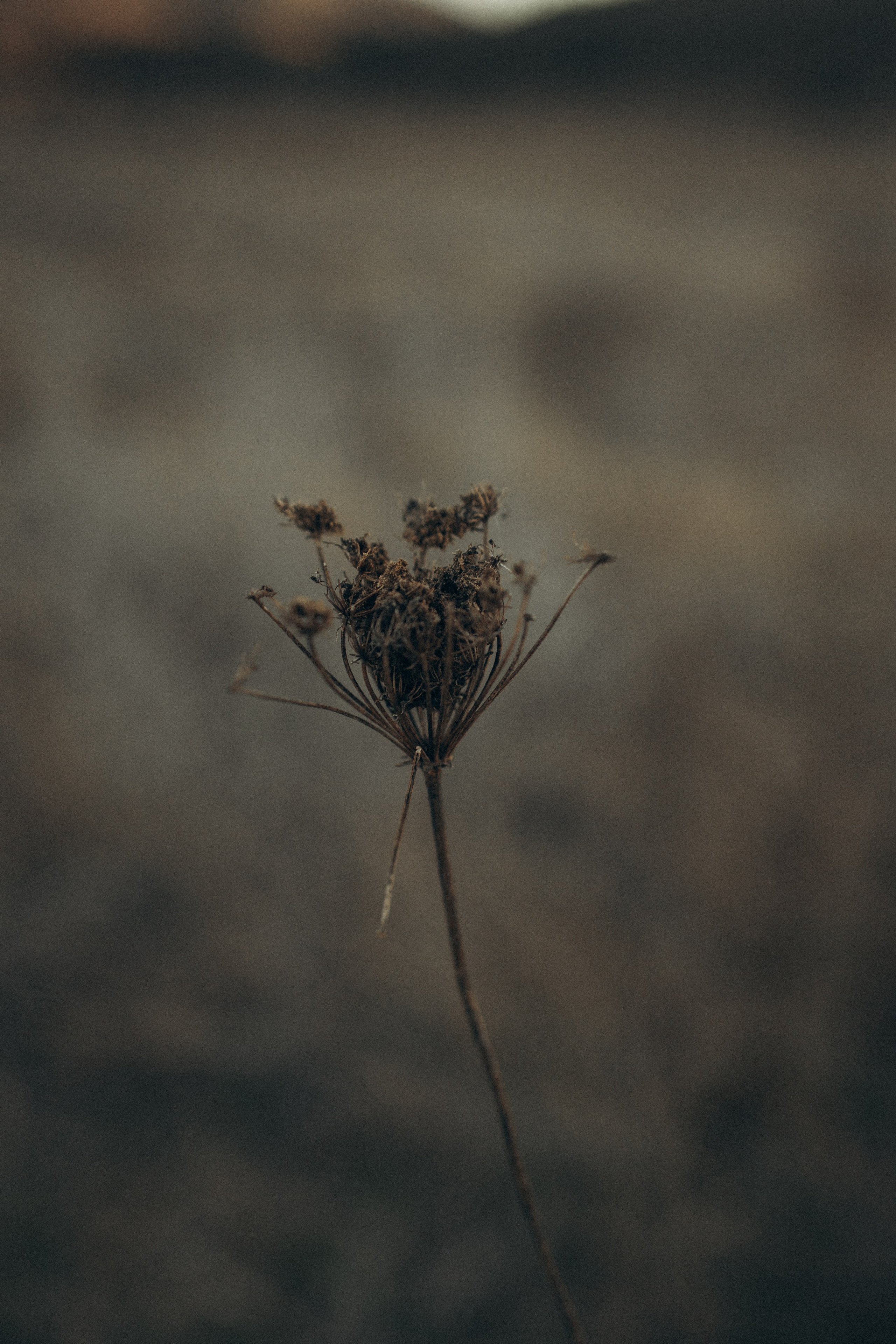 Я бы сфотографировала каждый вид в этой долине, но мне не удаются пейзажи. Свадебный и портретный фотограф. Видеограф на Свадьбу. Севастополь, Ялта, Симферополь, Крым