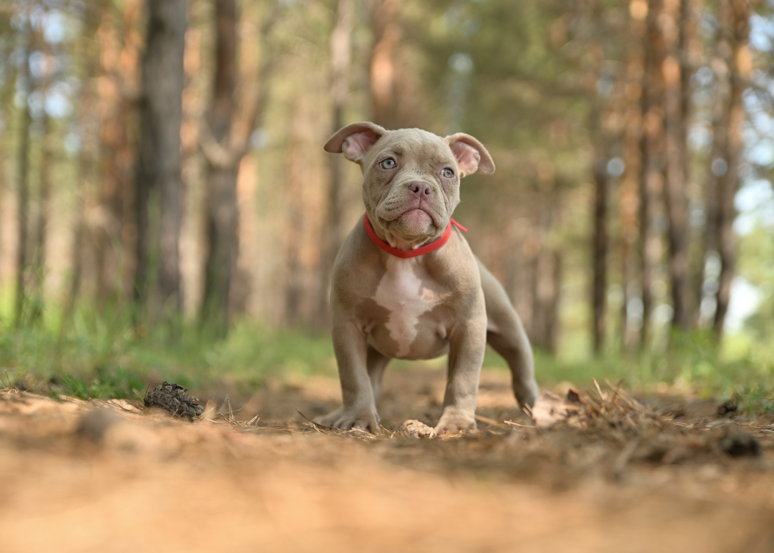 Свободные щенки Американский Булли в Иркутске. Питомник собак Иркутск