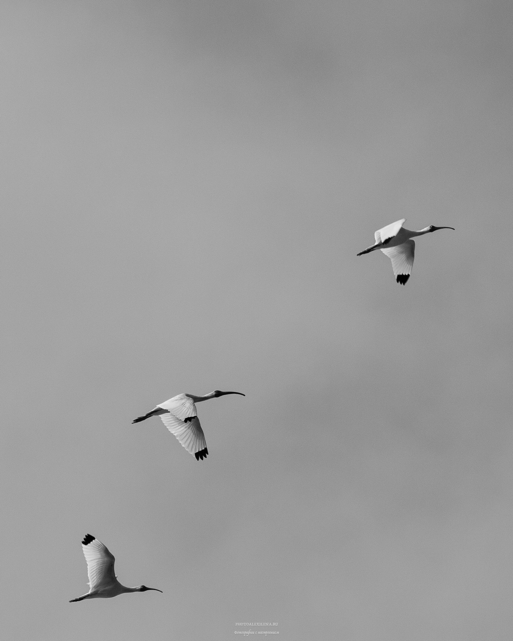 Чёрно-белые птицы. Авторские стильные фотокартины
