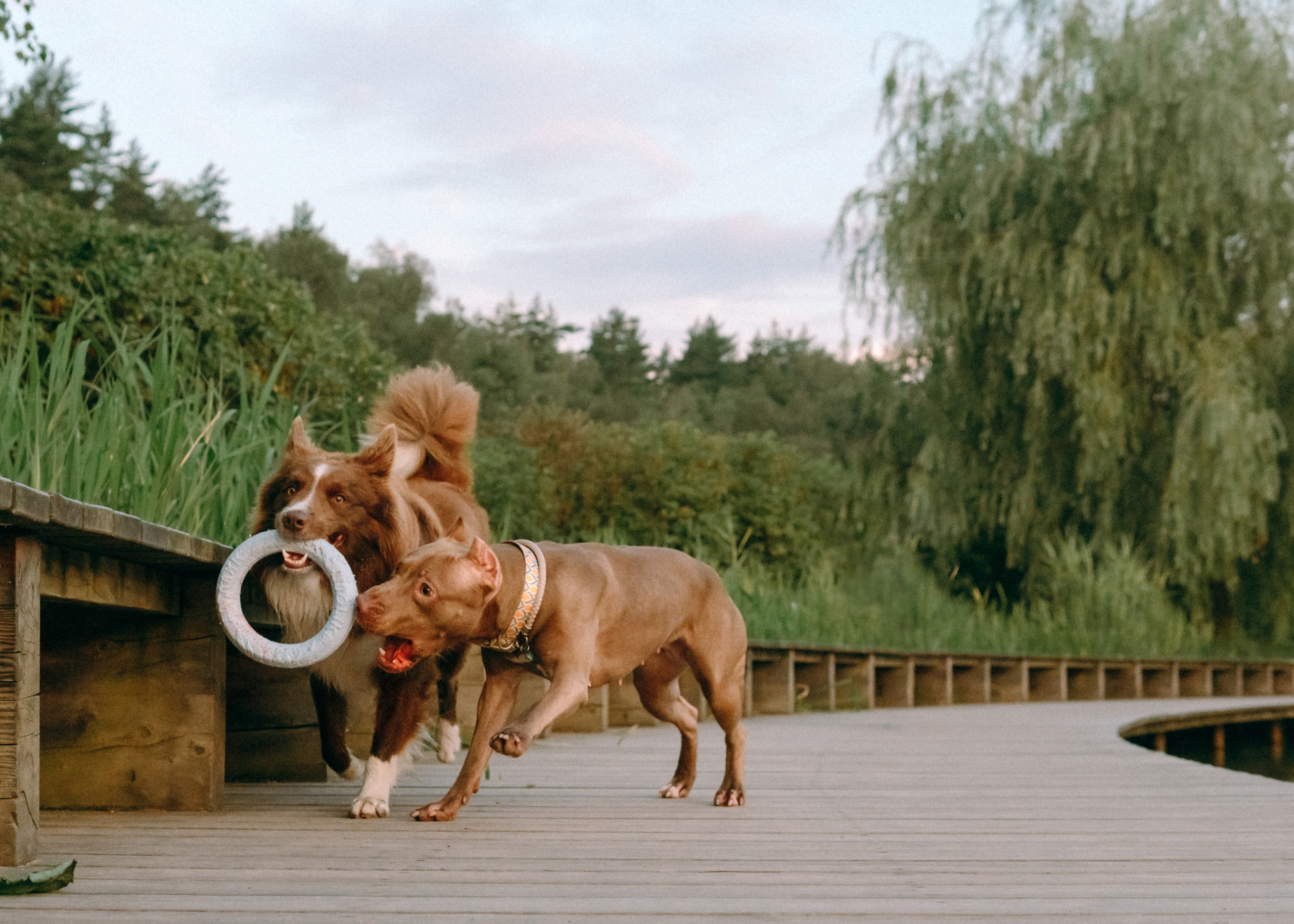 Виолетта, Лила и Питер. Фотограф-анималист Ксения Воробьева, Москва