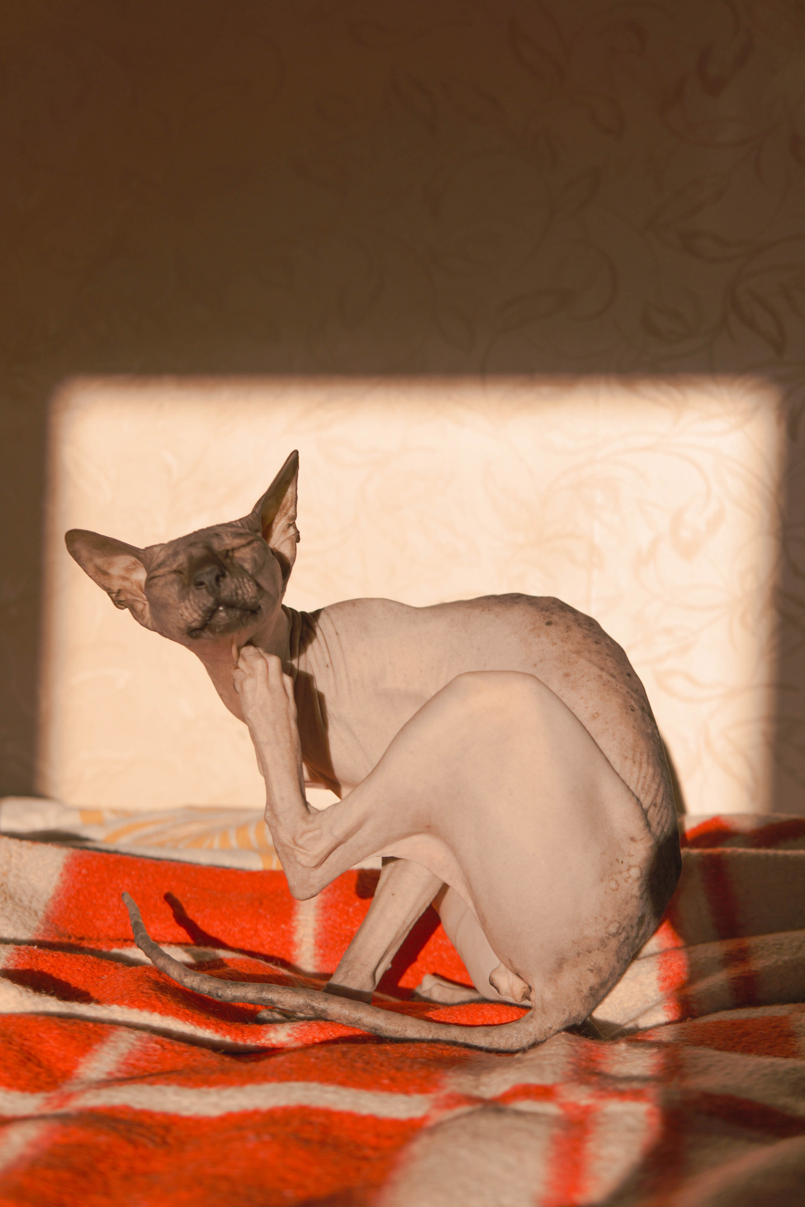 Бандит. Фотограф-анималист Ксения Воробьева, Москва