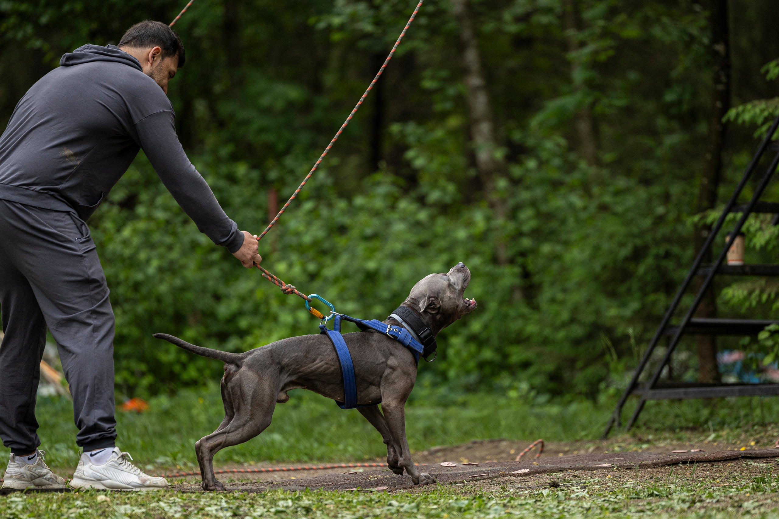 Пит-стафф многоборье. Фотограф-анималист Анна Маринич