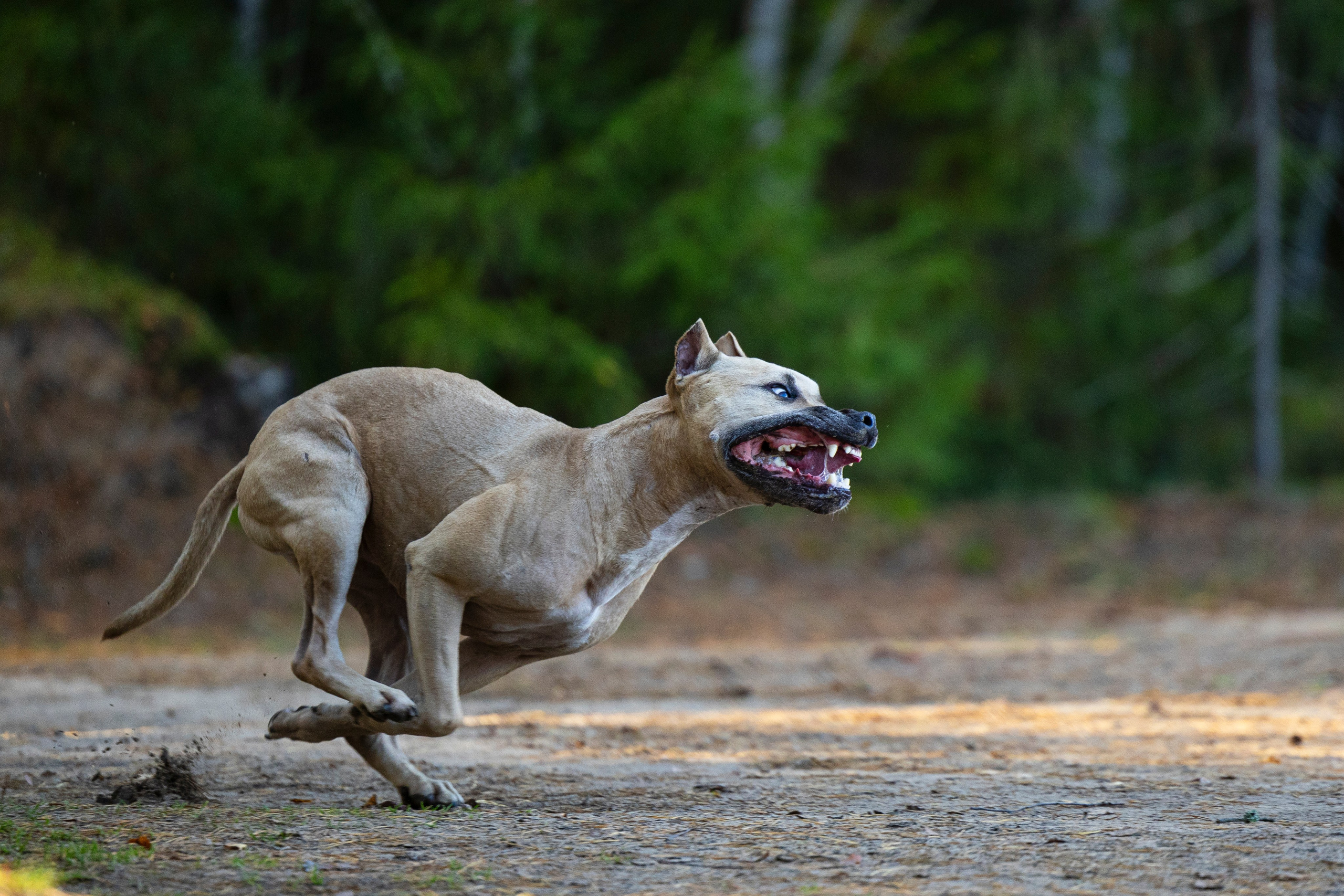 Фобос. Фотограф-анималист Анна Маринич