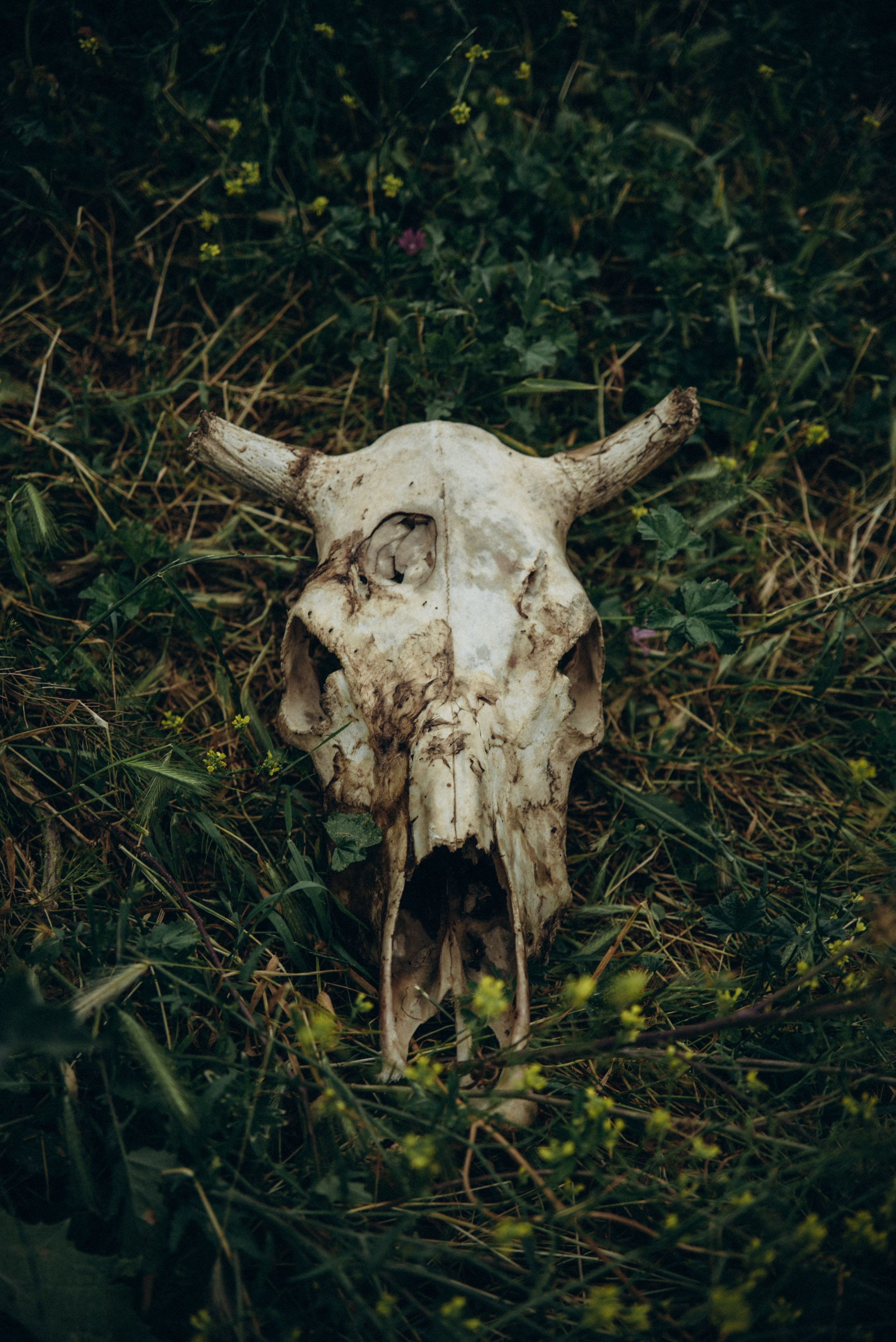 Коджори, Грузия 🇬🇪 «Honey Trip». Anita_photo