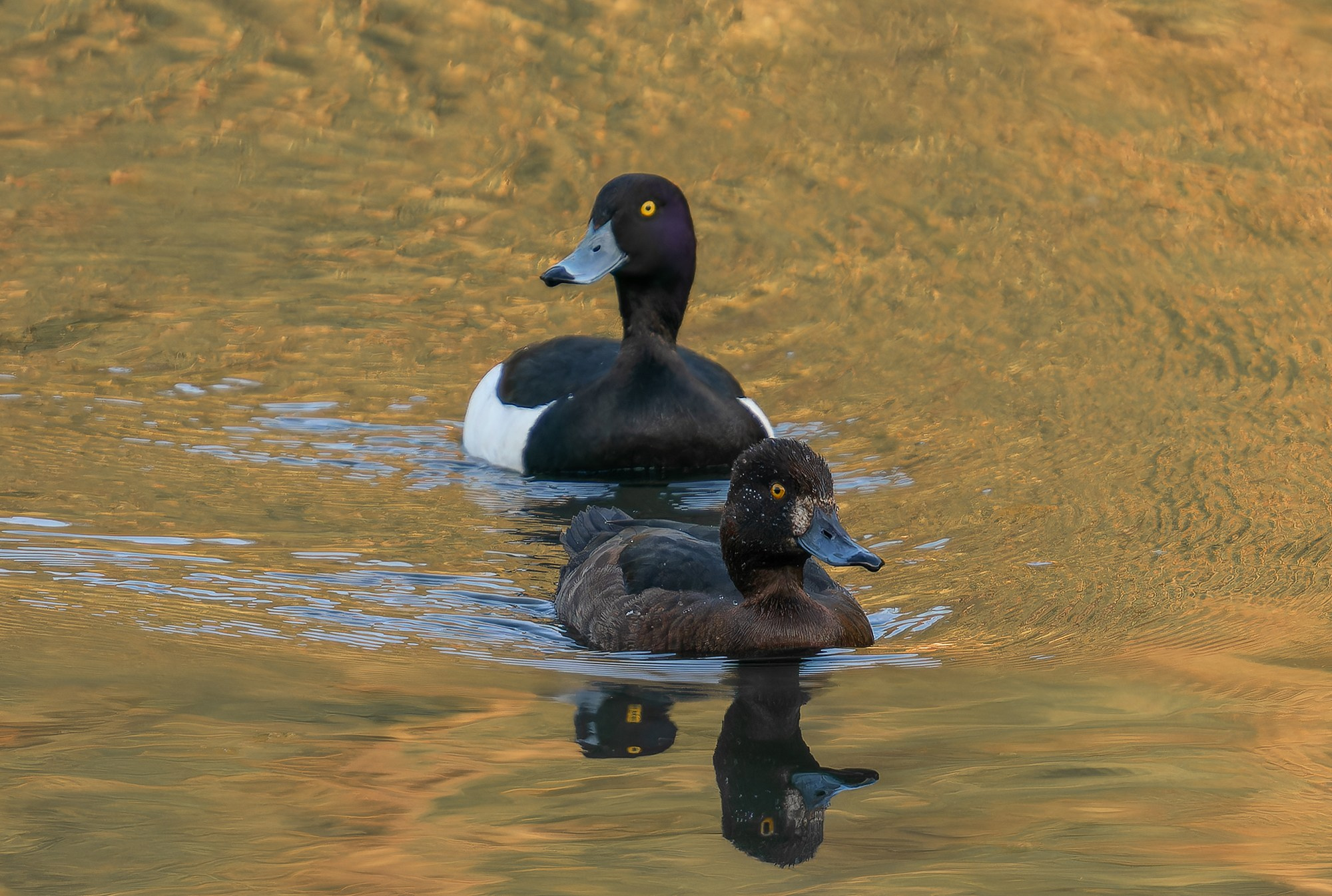 Удивительные мир птиц. Вокруг нас столько прекрасного — присмотритесь!. Ваш личный фотограф Марина Волкова