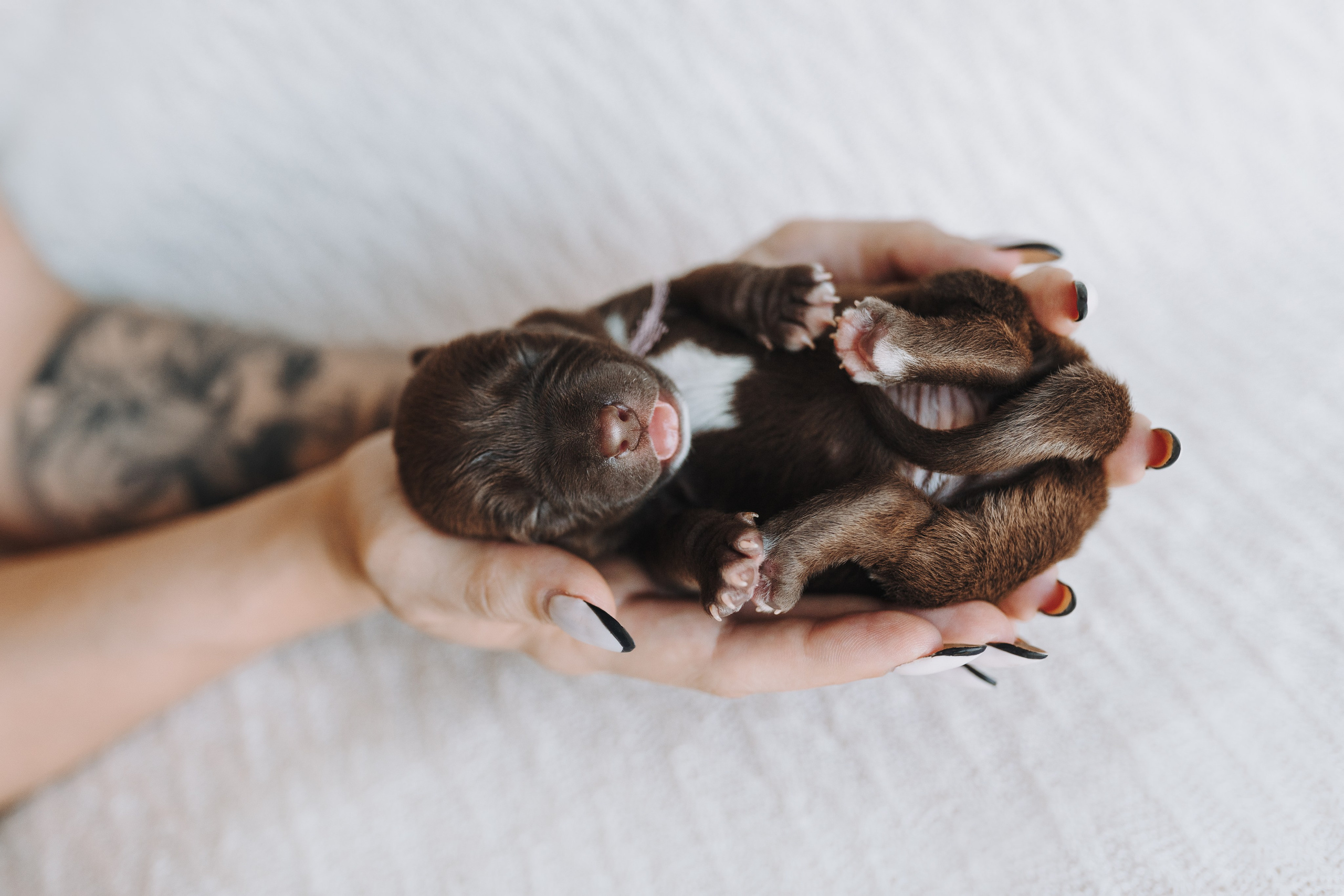 Прайтеры. Фотограф анималист Осипчикова Мария
