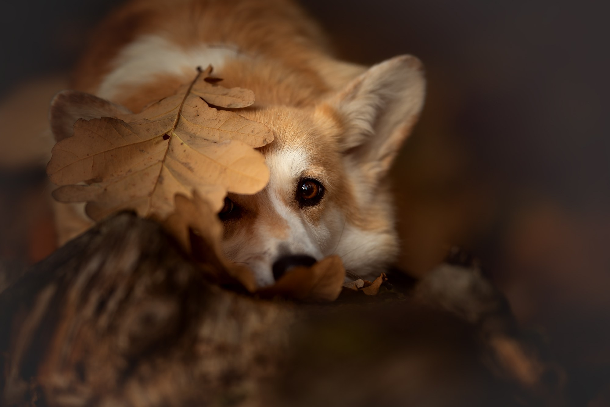 Обучение анималистической фотографии