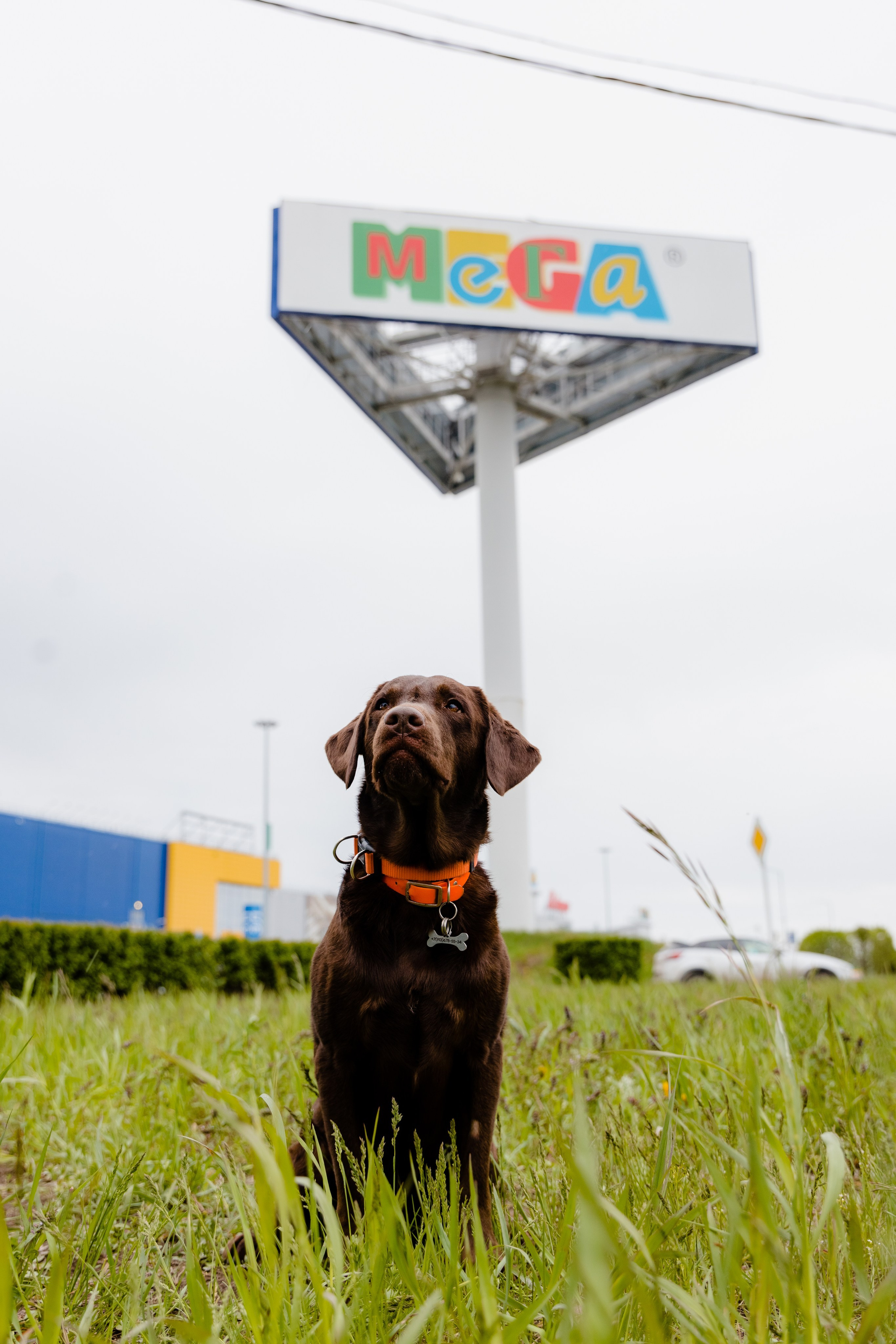 МЕГА | Фестиваль. Свадебный и репортажный фотограф в Омске. Червоткин Никита