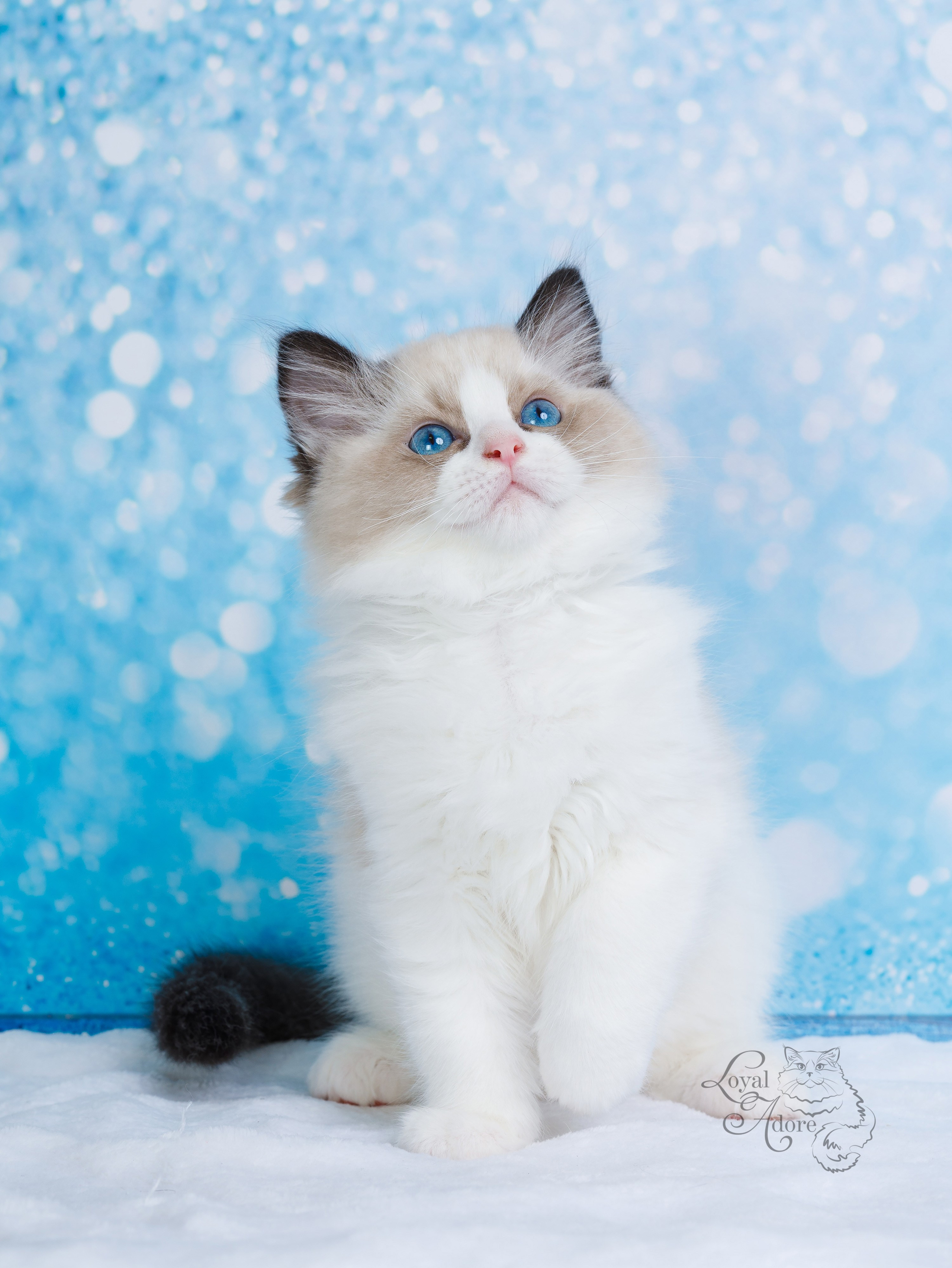 Съемка животных. Фуд, предметный и фотограф анималист в Нижнем Новгороде Иванов Максим