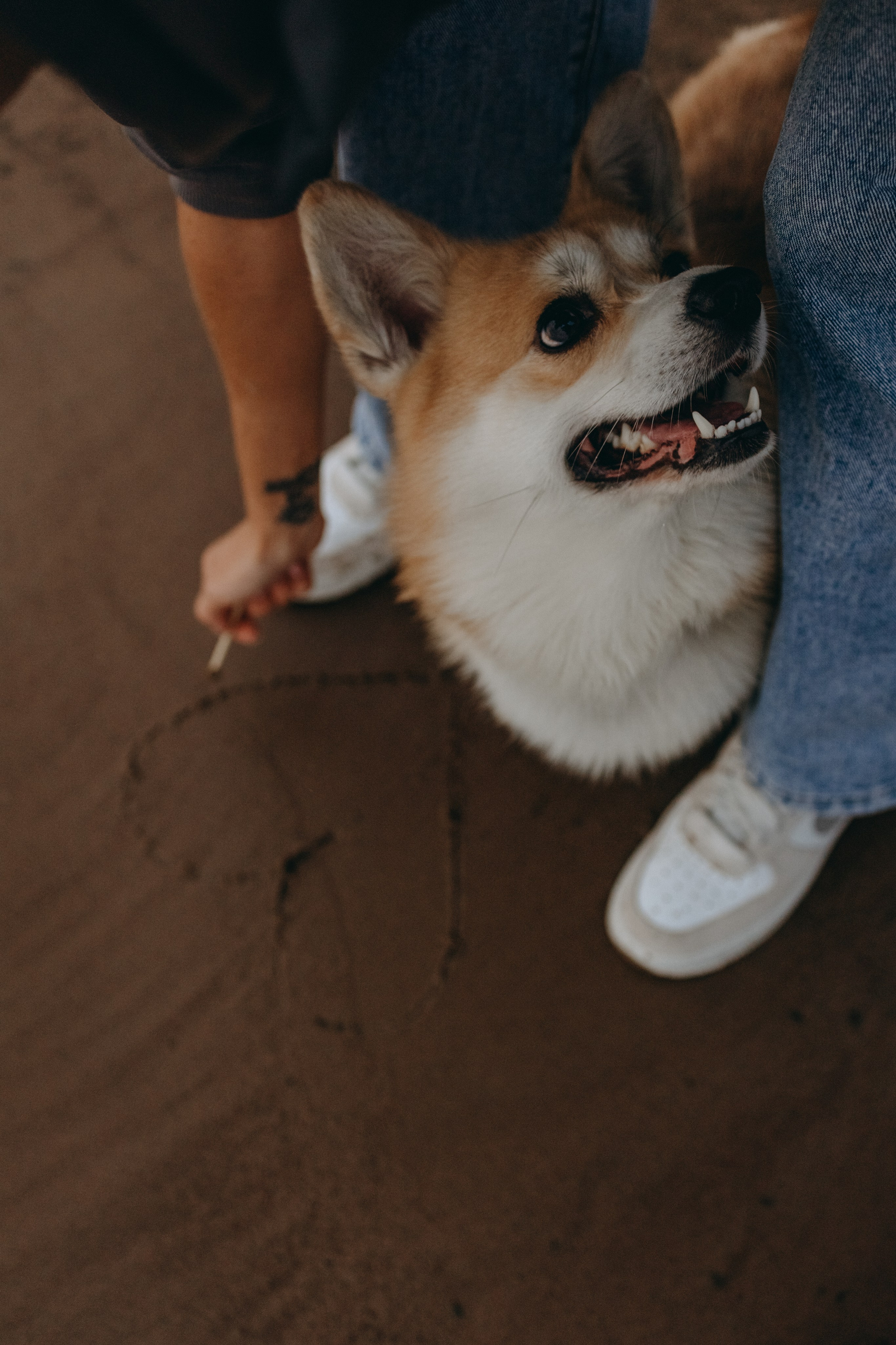Лиза и Бакс. Фотограф — Анималист | Санкт-Петербург