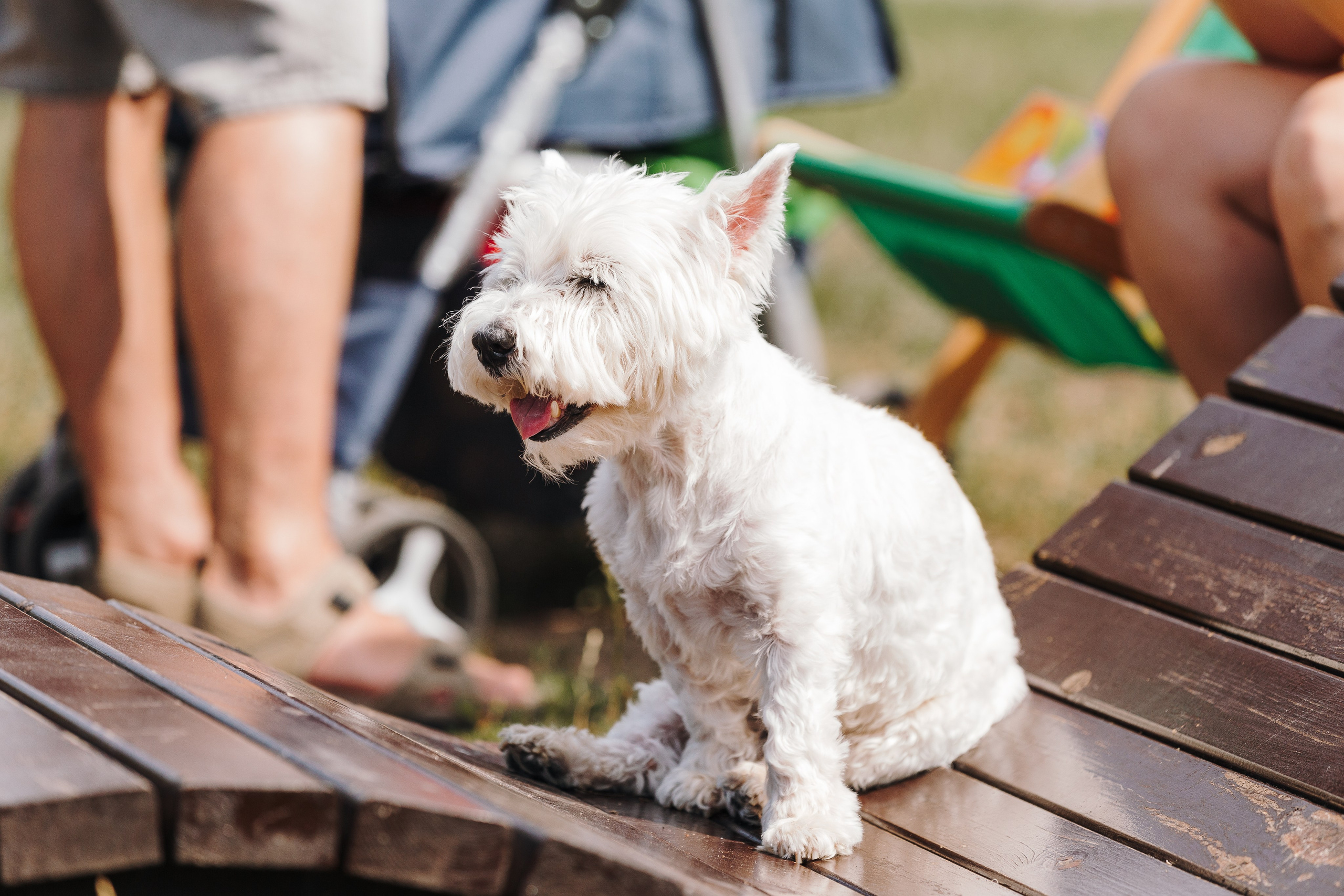 Petshop Sup day. Фотограф анималист Кристина Карпова, Москва