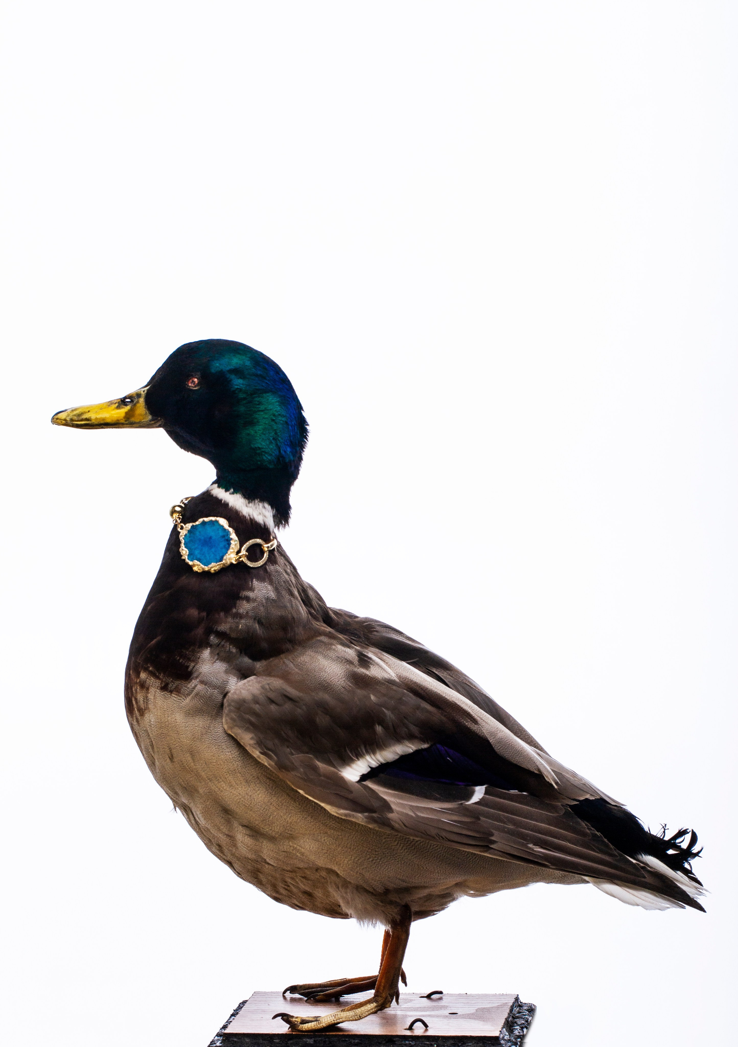 Бижутерия. Концептуальный фотограф Шлыкова Ольга