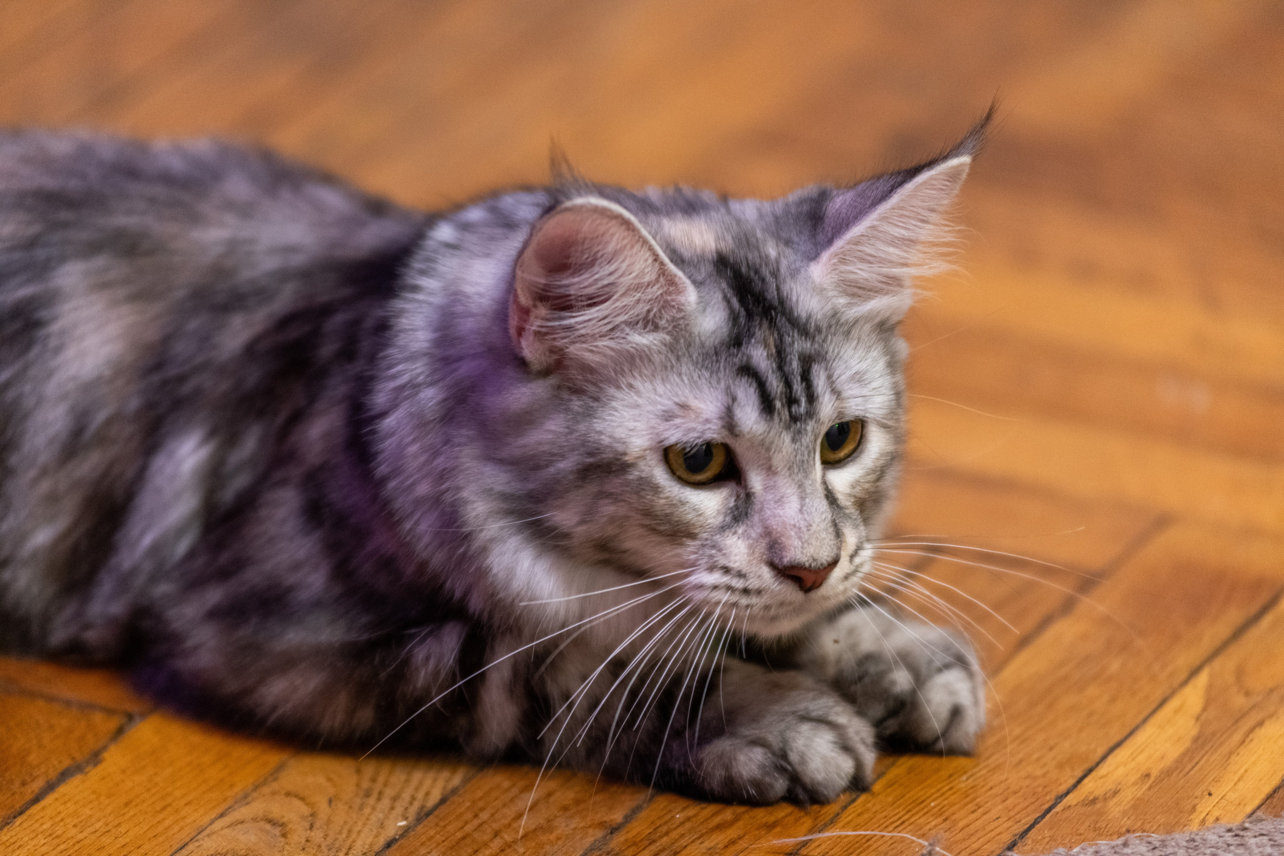 «Белка» — проба на tilt-shift 24 мм. Роман Свободный — интерьерная и архитектурная съёмка, Москва и МО