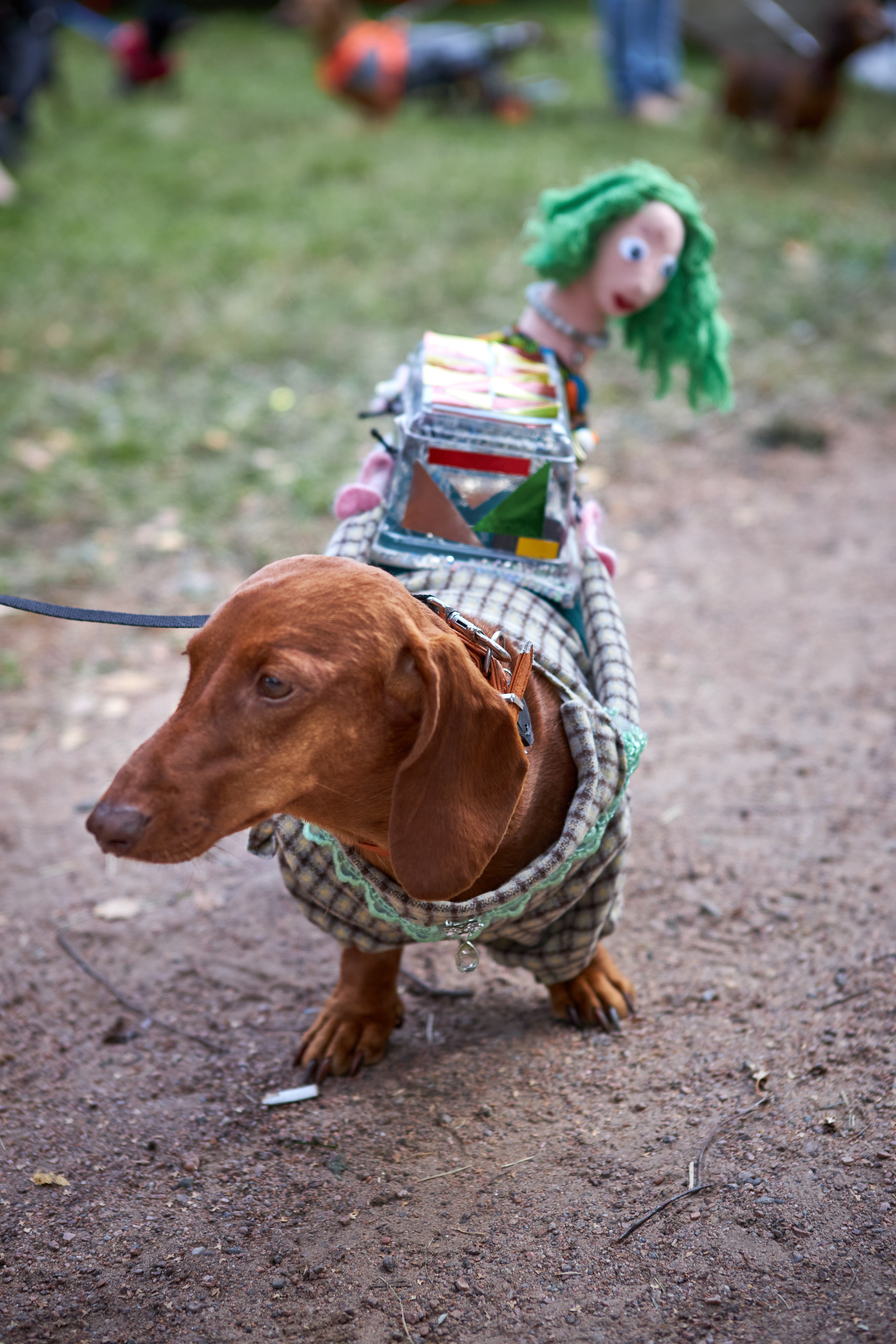 Фотосессии с домашними питомцами