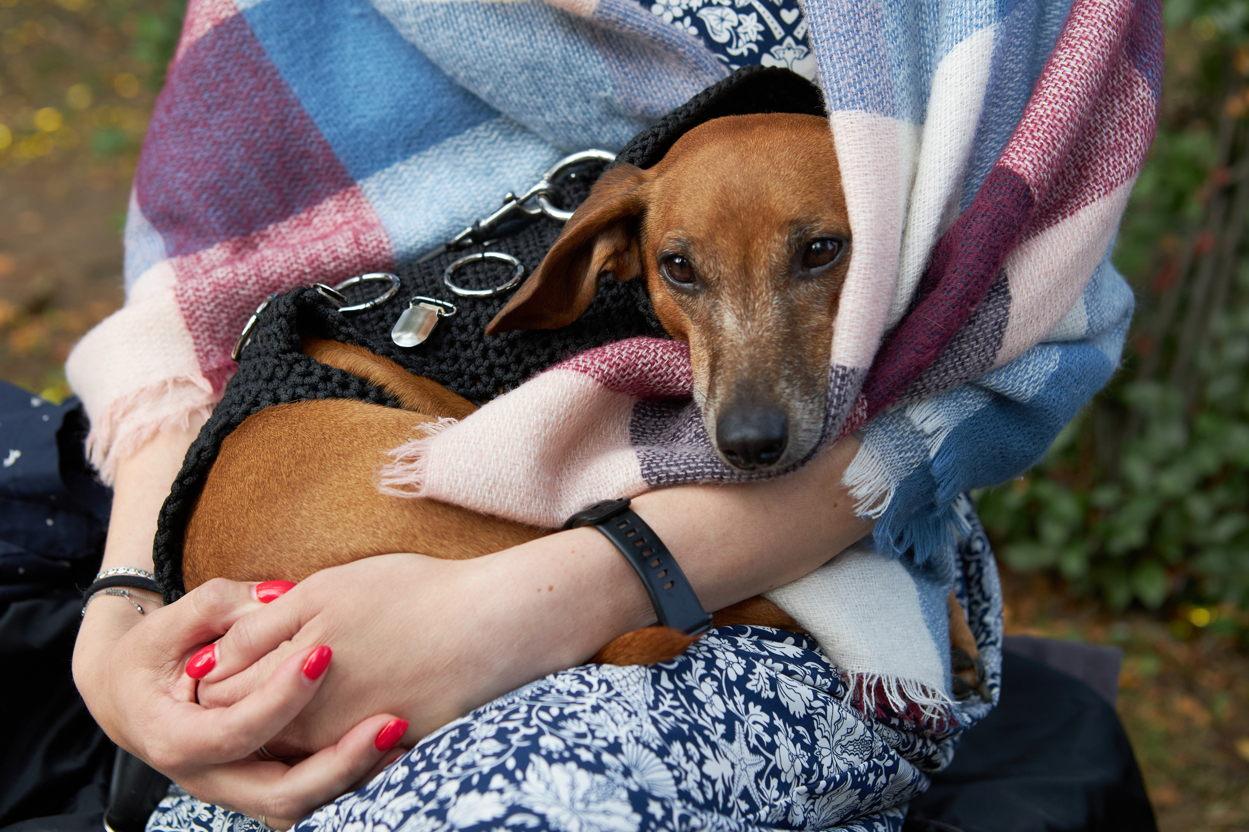 Фотосессии с домашними питомцами