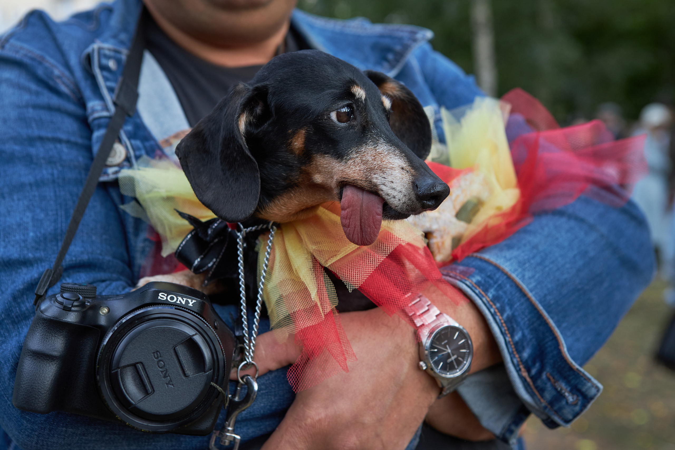 Фотосессии с домашними питомцами