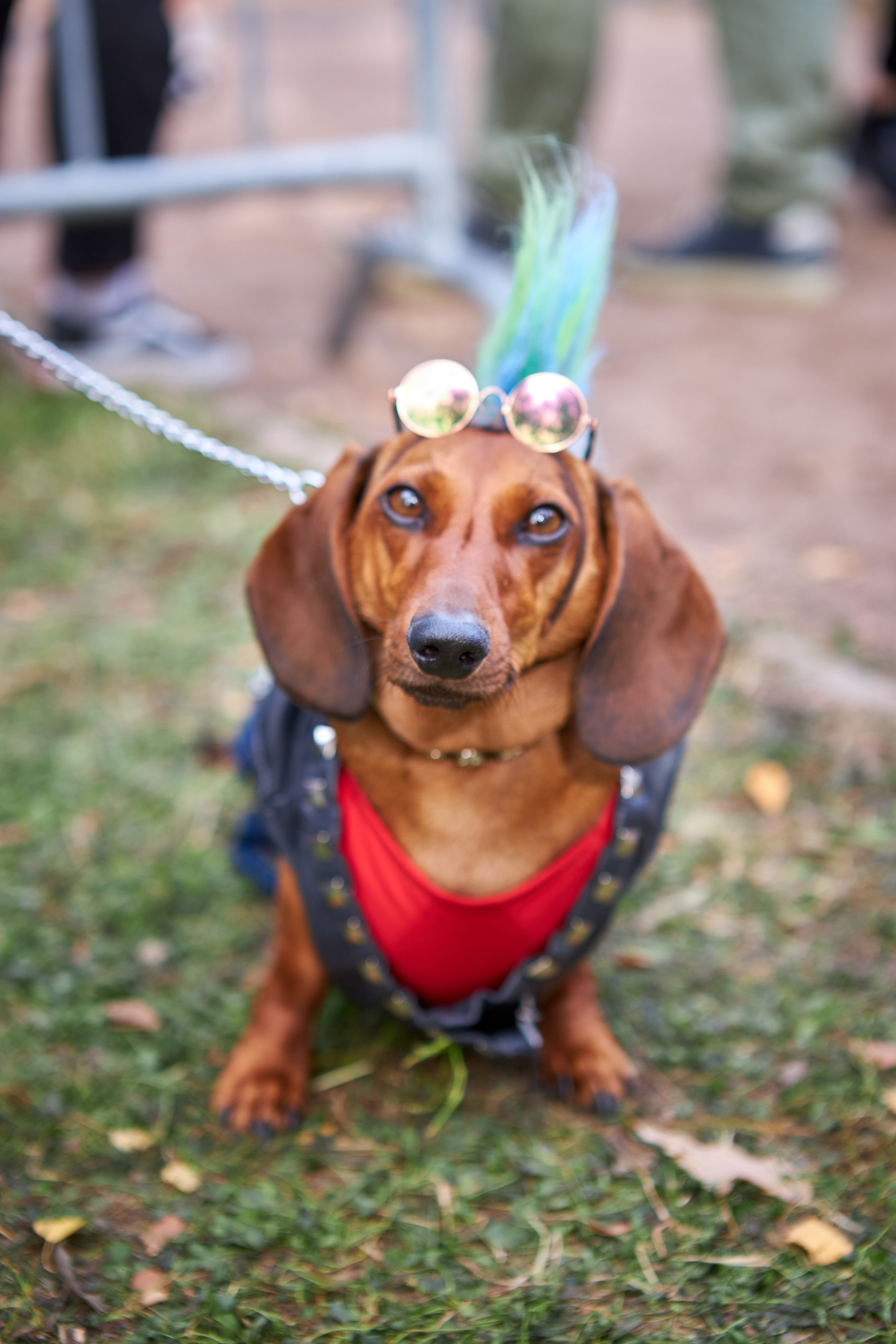 Фотосессии с домашними питомцами