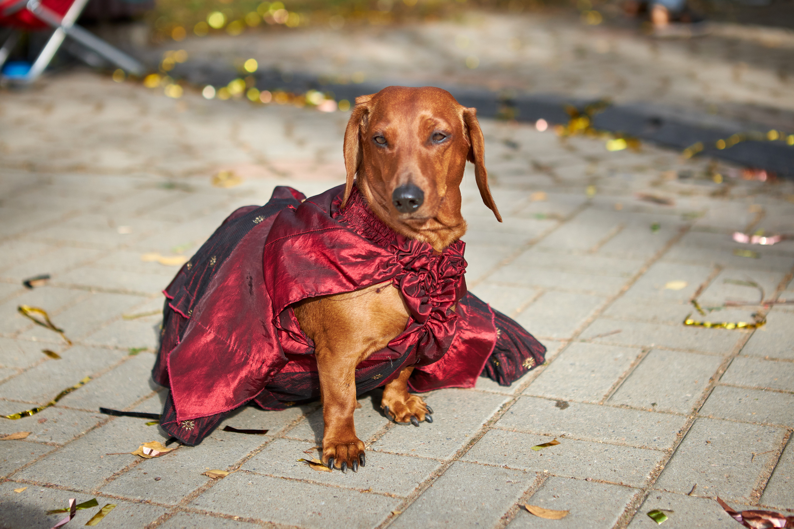 Фотосессии с домашними питомцами