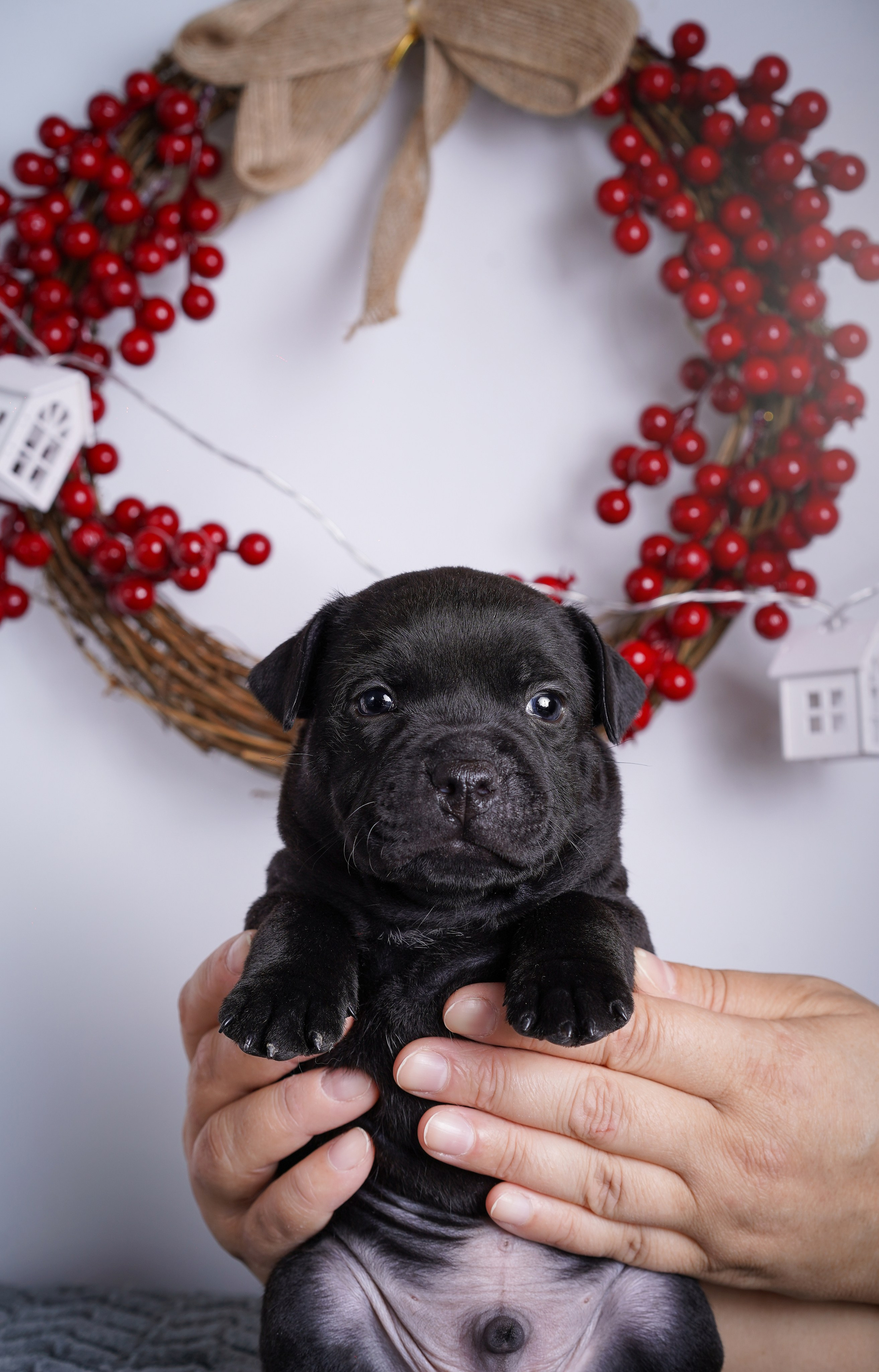 Щенки стаффи. Фотограф-анималист в Санкт-Петербурге Яна Мартынова
