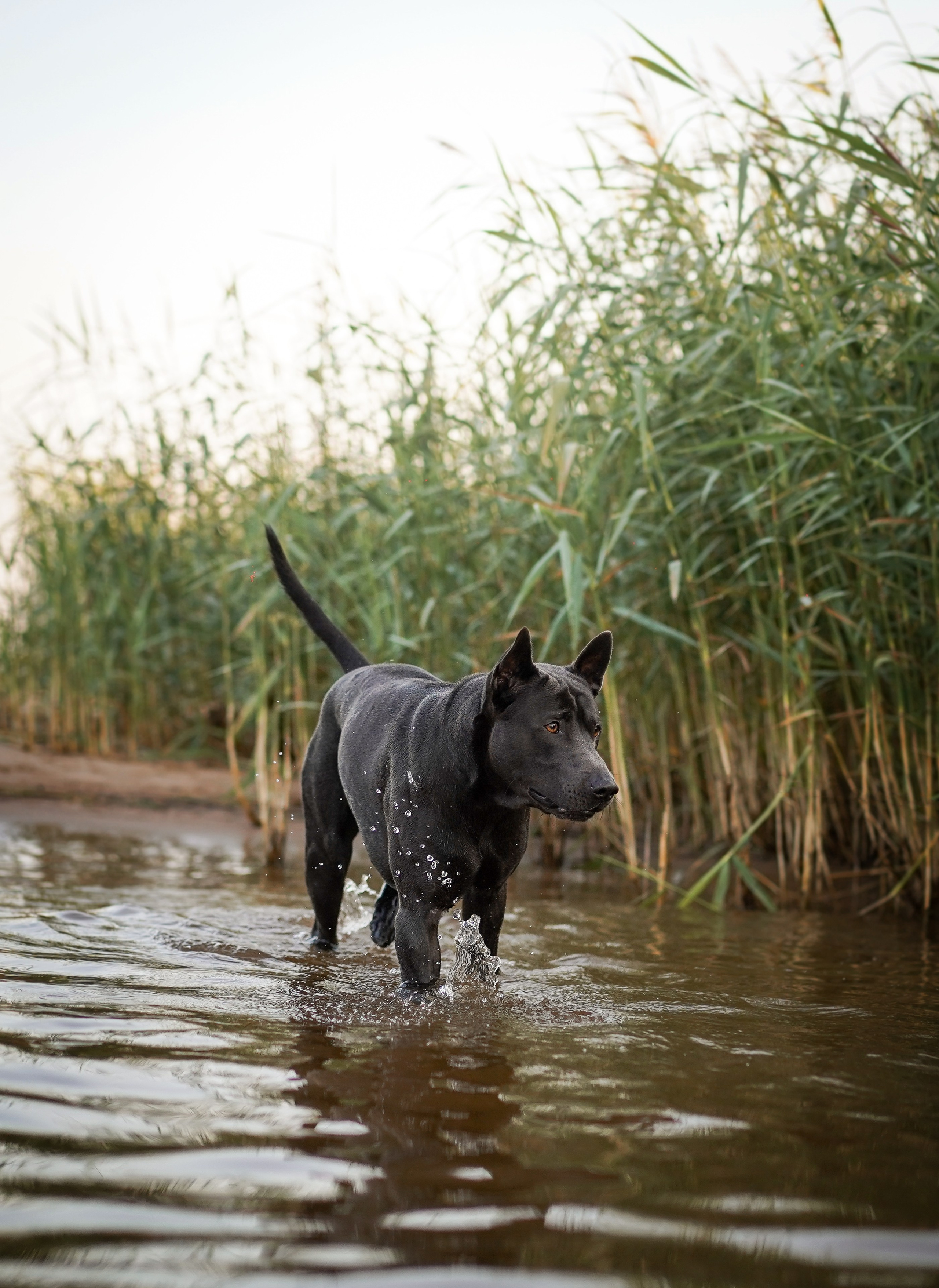 Вероника и Адам. Фотограф-анималист в Санкт-Петербурге Яна Мартынова