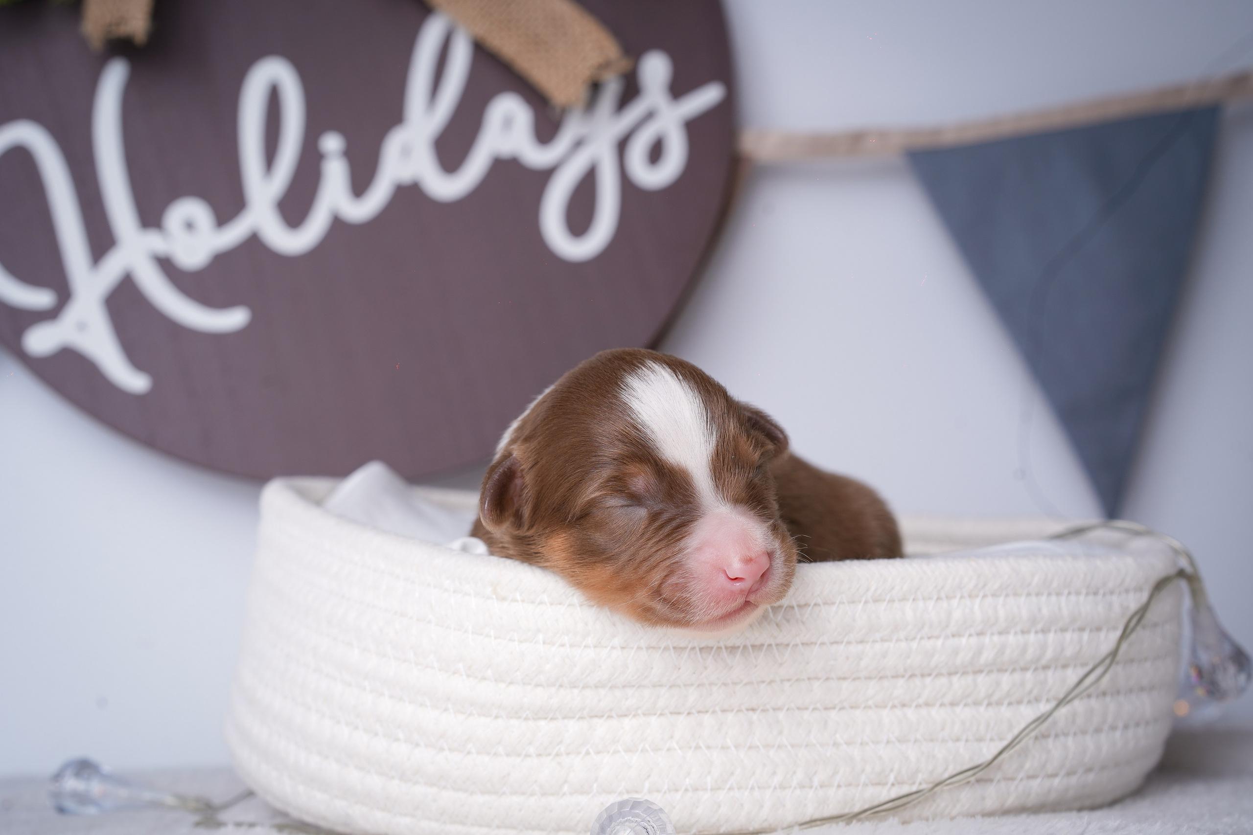 Щенули аусси. Фотограф-анималист в Санкт-Петербурге Яна Мартынова