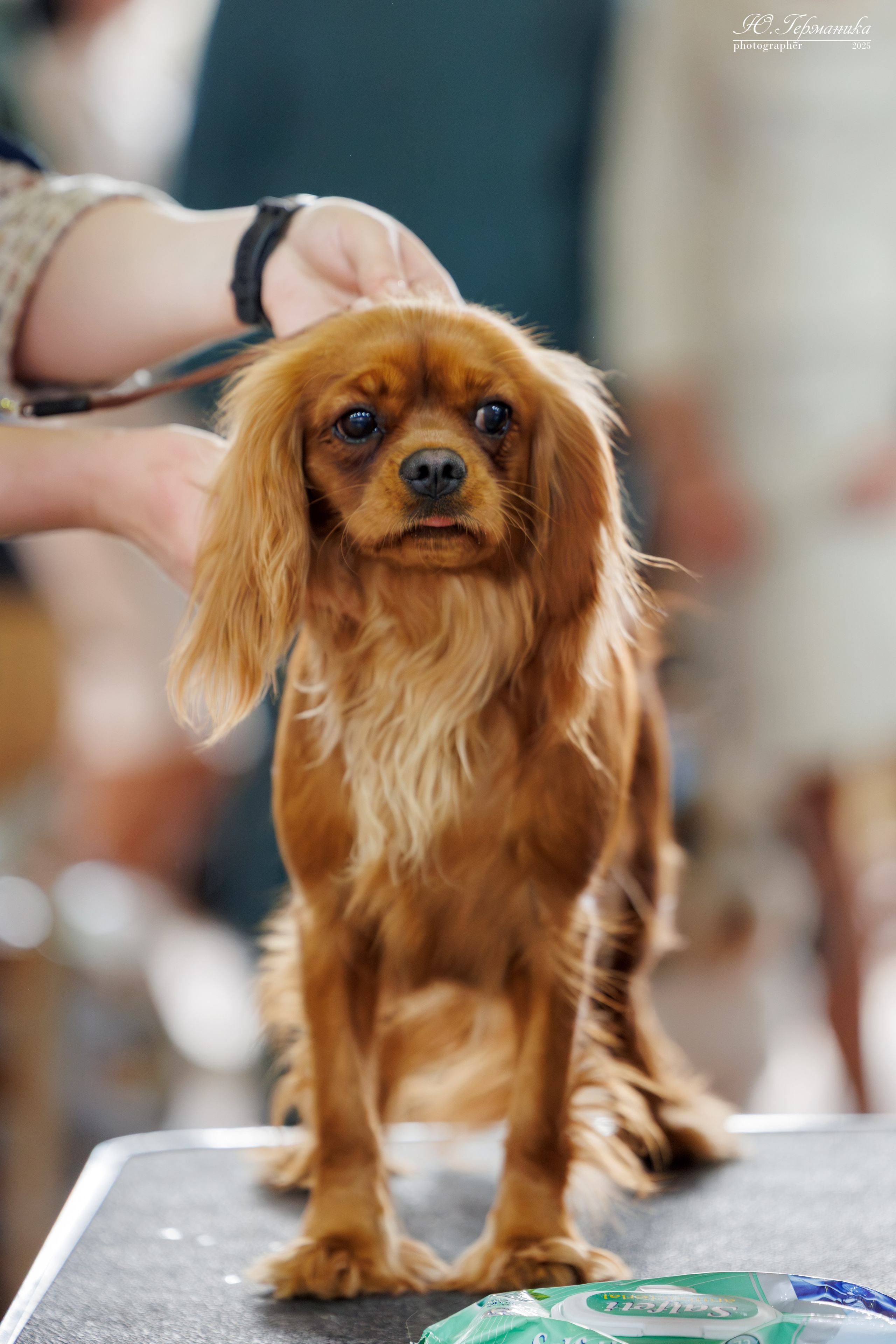 Тверь 12.04,Сфера 13.04,Сергиев Посад 19.04.2025. Фотограф-анималист Юлия Германика