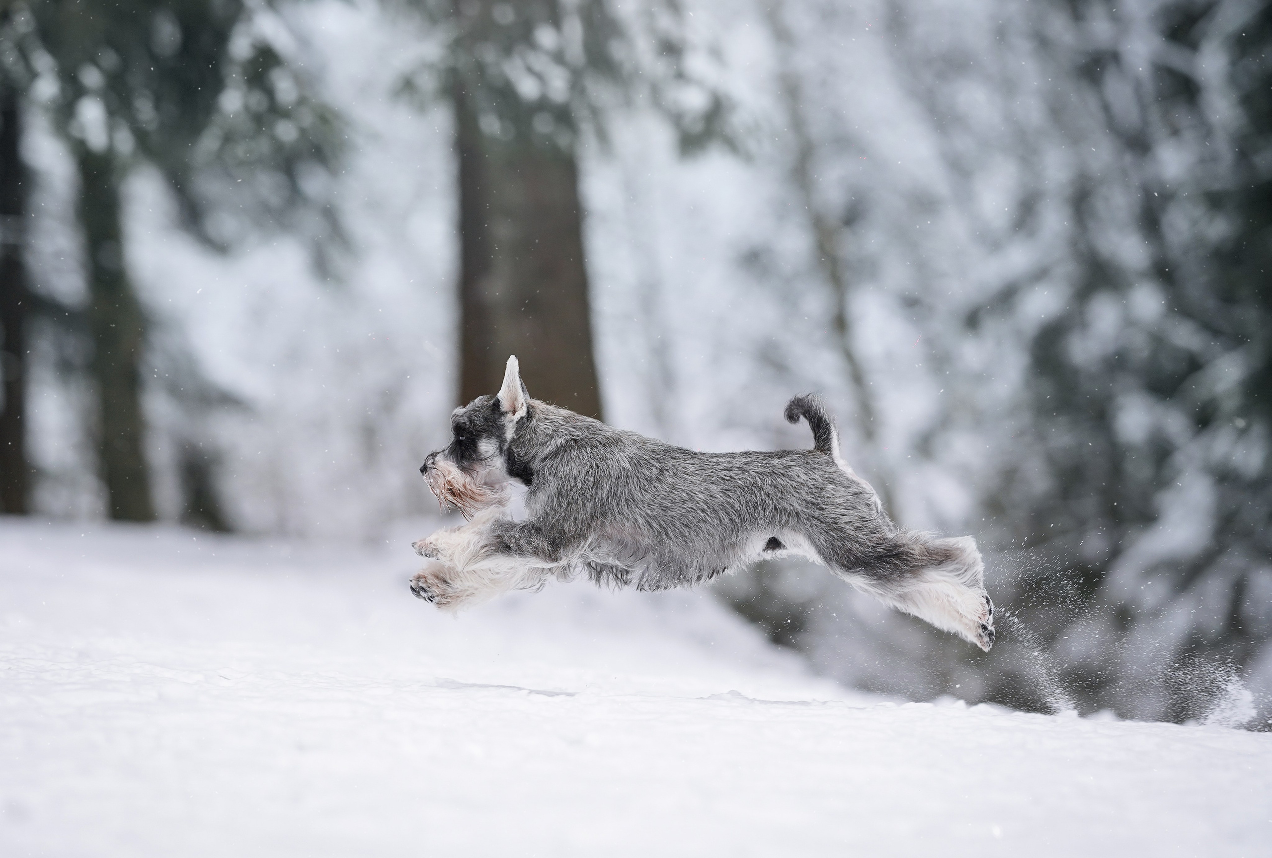 Бенчи и Арчи. Фотограф-анималист в Санкт-Петербурге Яна Мартынова
