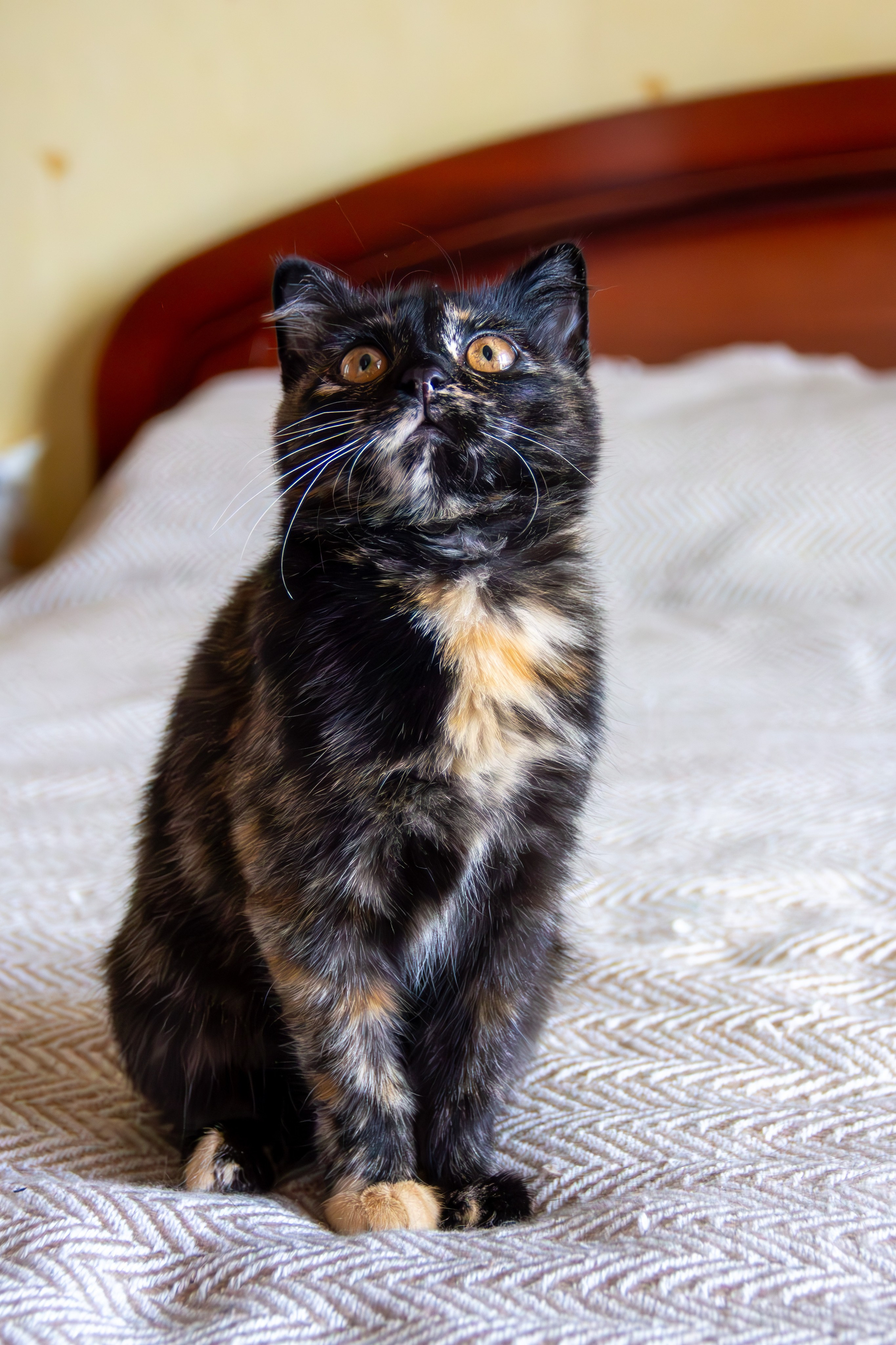 Котёнок Соня. Фотозаметки Лины Юговой | фотограф-анималист
