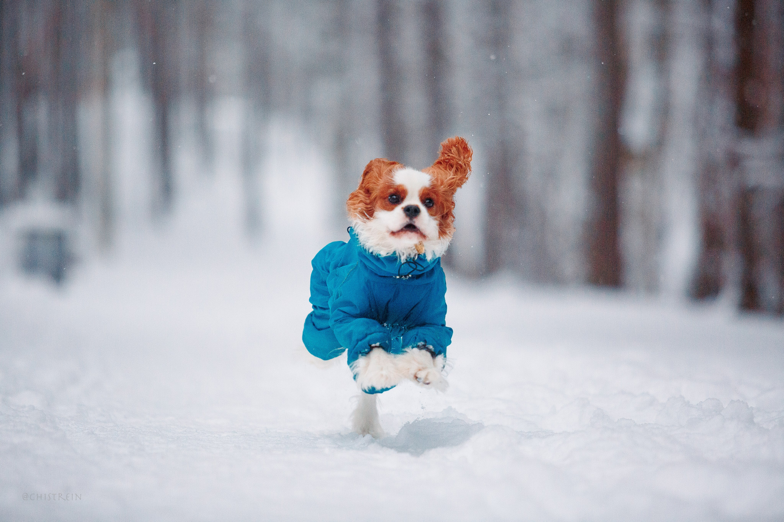 Внезапно апрельская зима. Фотограф-анималист Наталия Чистюхина в г. Сосновый Бор и ЛО