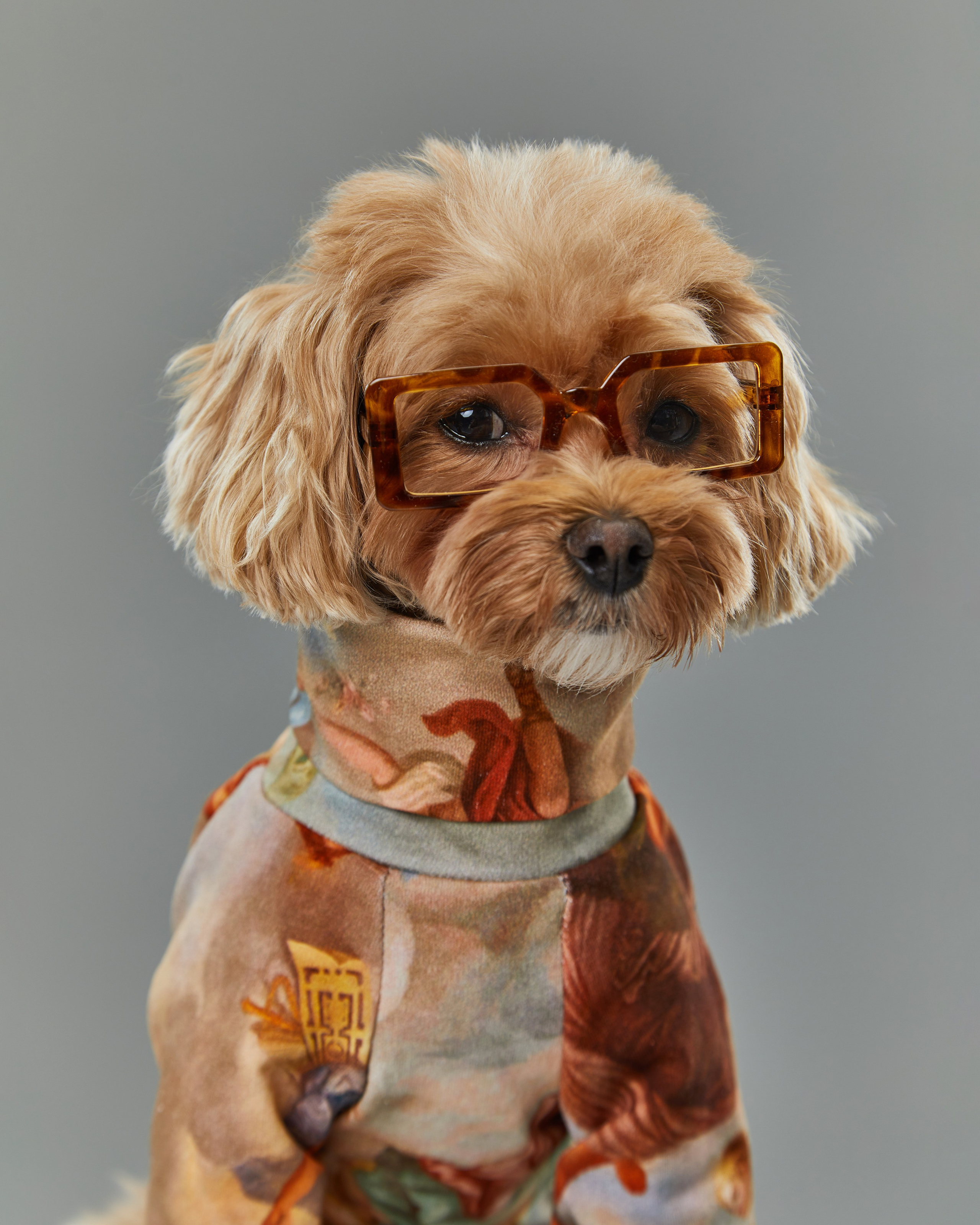Pets Photography / Фотограф Собак