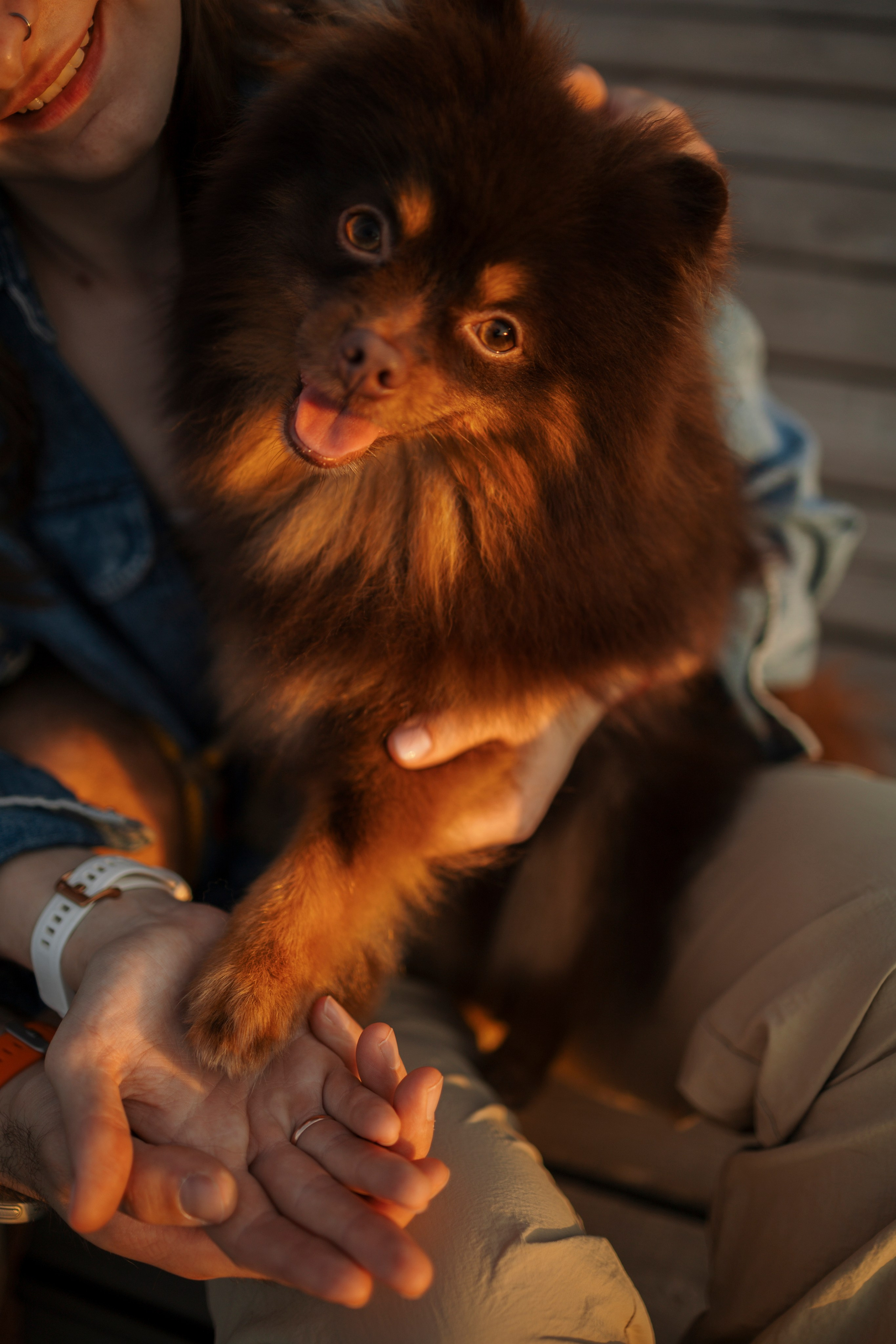 Сапфир и его семья. Фотограф-анималист в Санкт-Петеребурге Титова Алиса