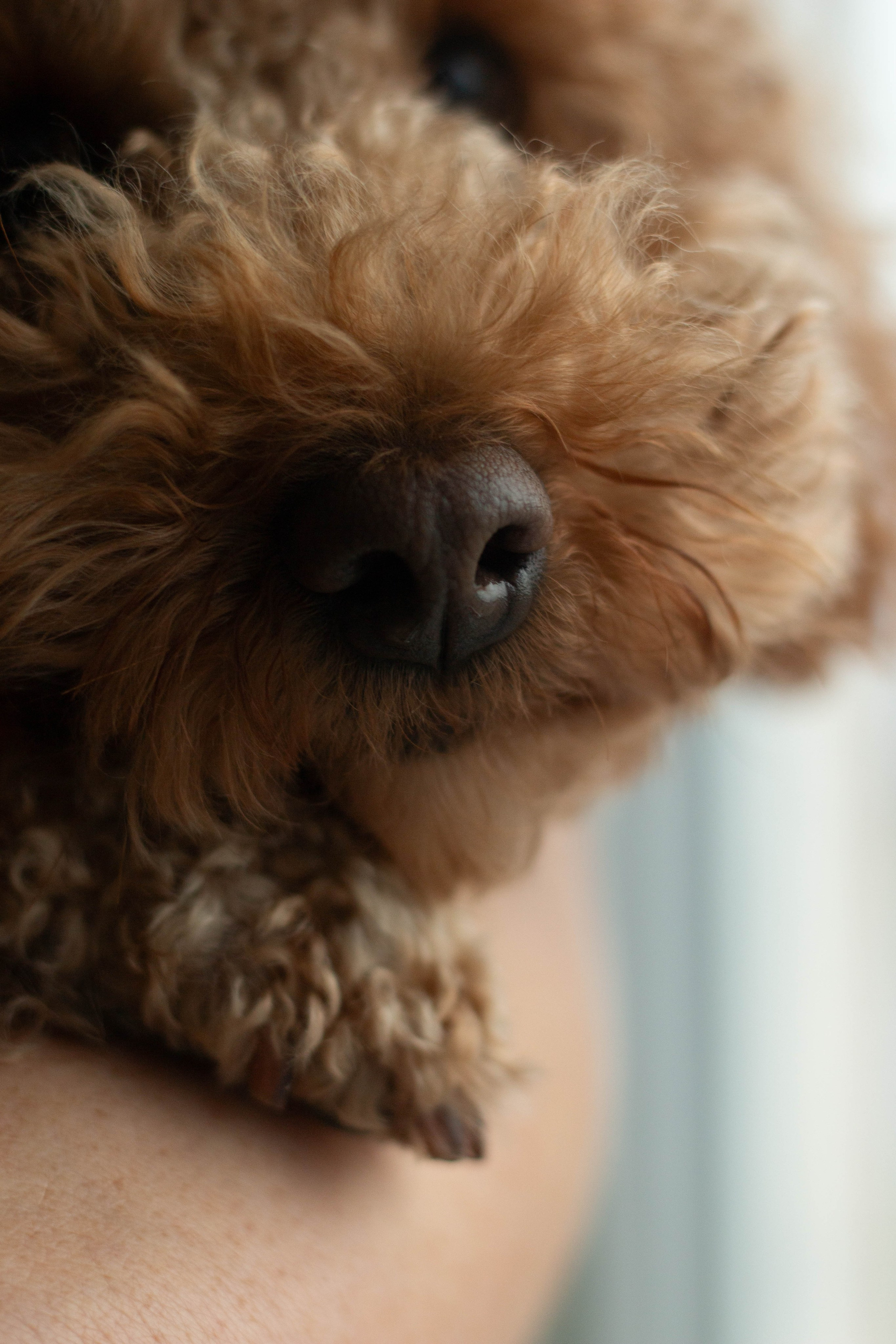 Olga & Eric. Бережно сохраняю ваши чувства и истории на своих фотографиях