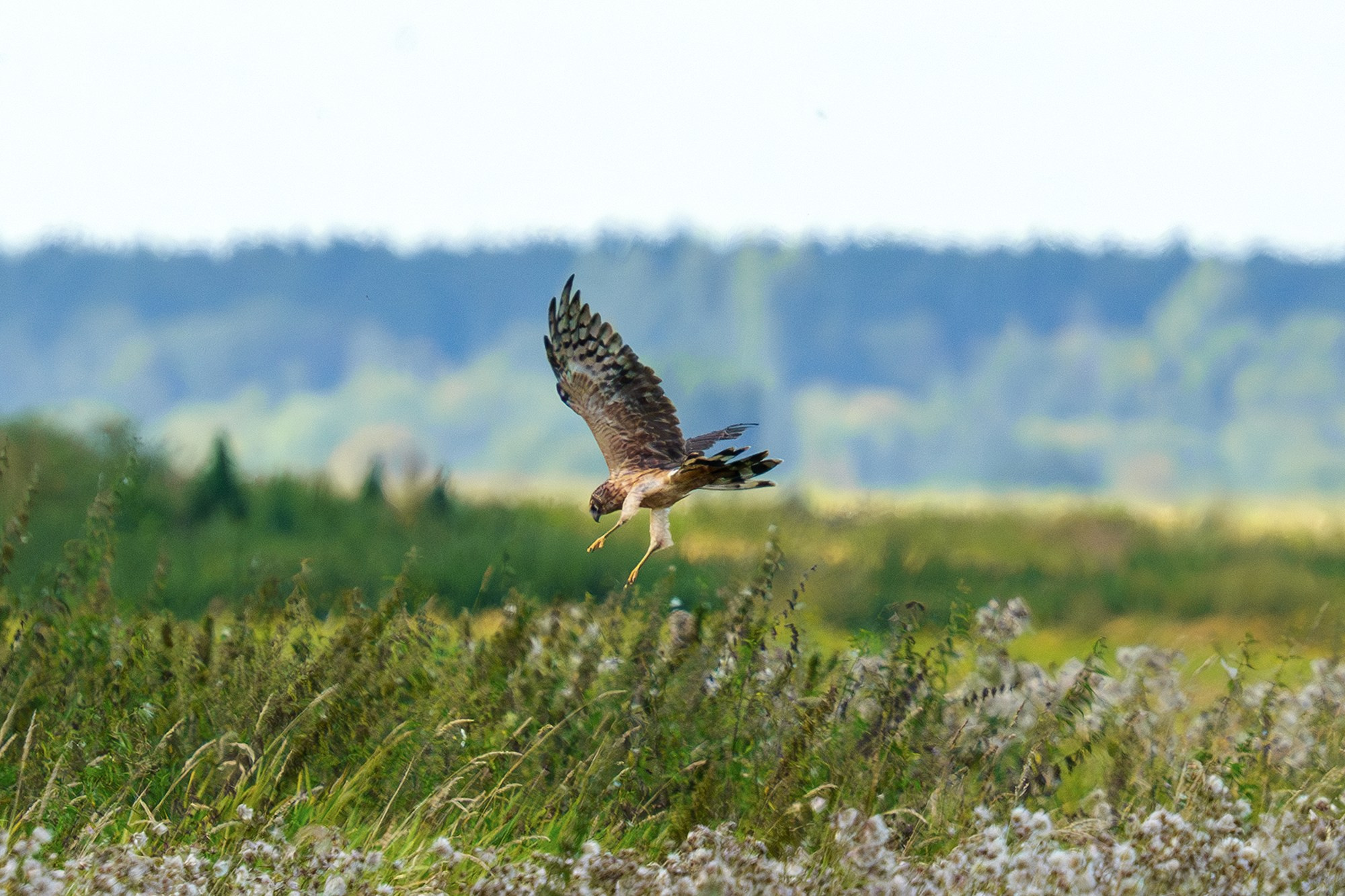 Удивительные мир птиц. Вокруг нас столько прекрасного — присмотритесь!. Ваш личный фотограф Марина Волкова