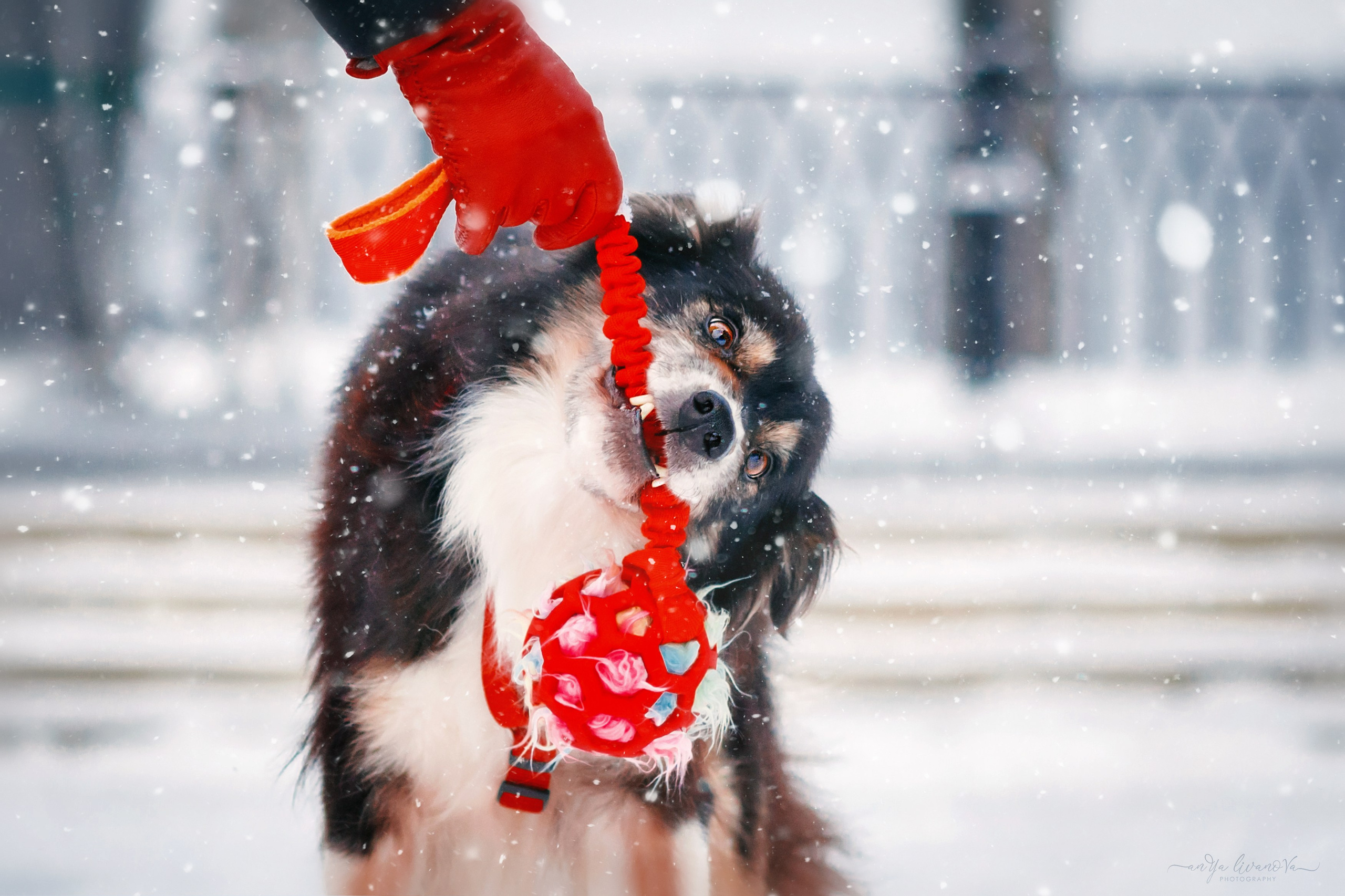 Рокки. Фотограф анималист Аня Ливанова | Рыбинск