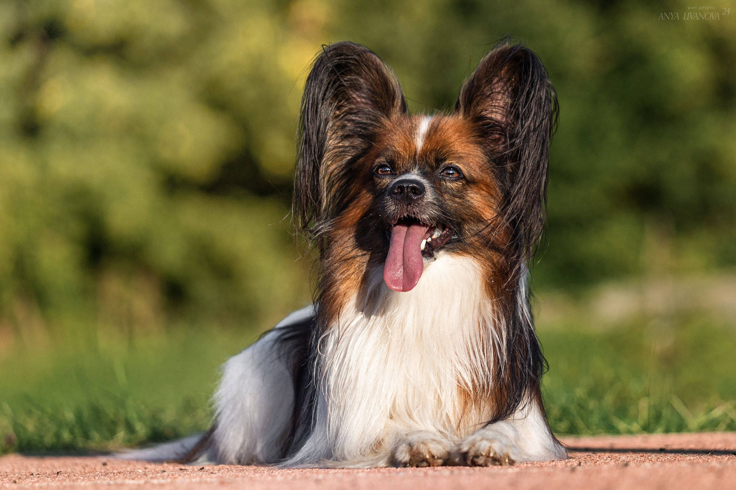 Ралли обидиенс. Фотограф анималист Аня Ливанова | Рыбинск