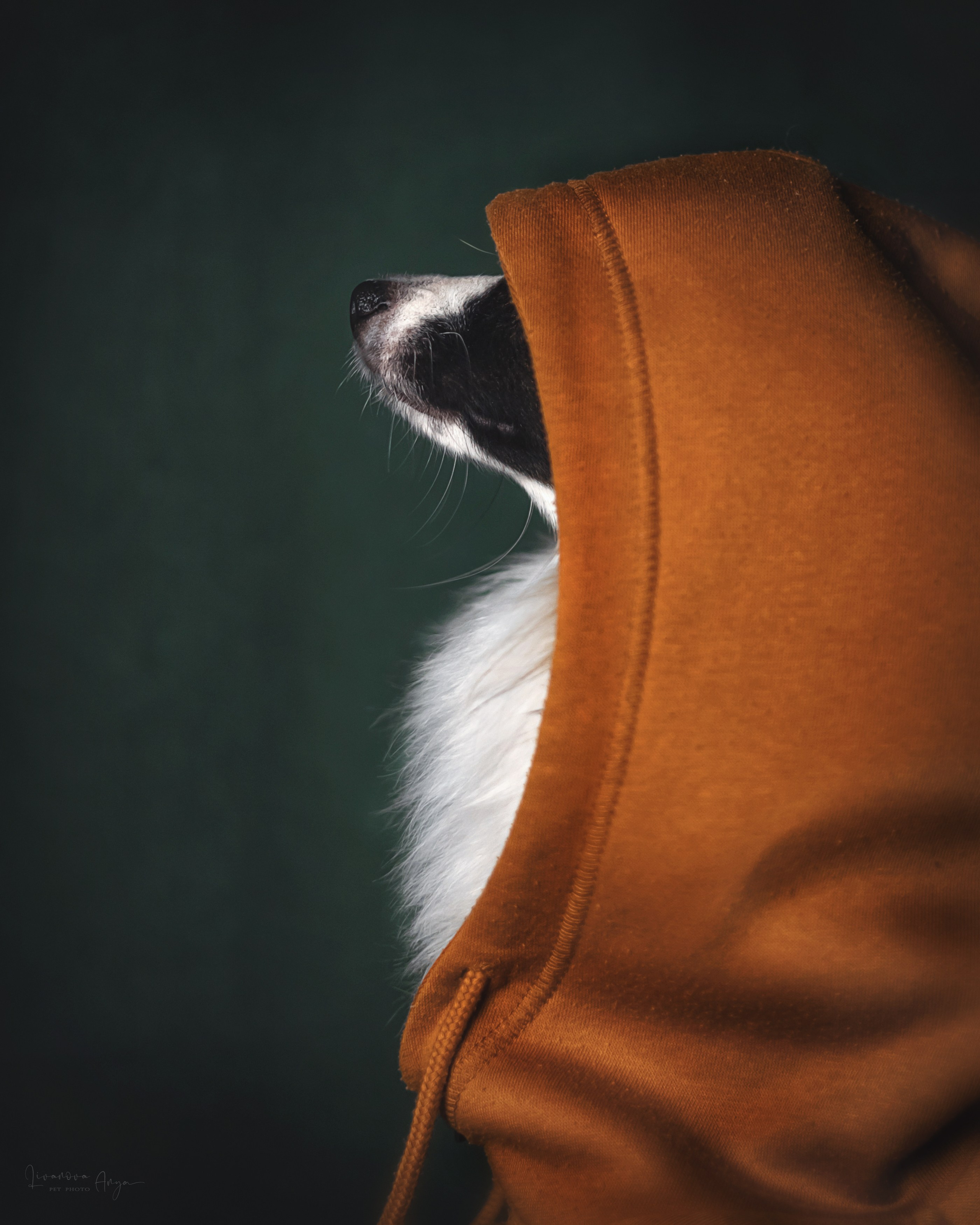 Хьюстон. Фотограф анималист Аня Ливанова | Рыбинск